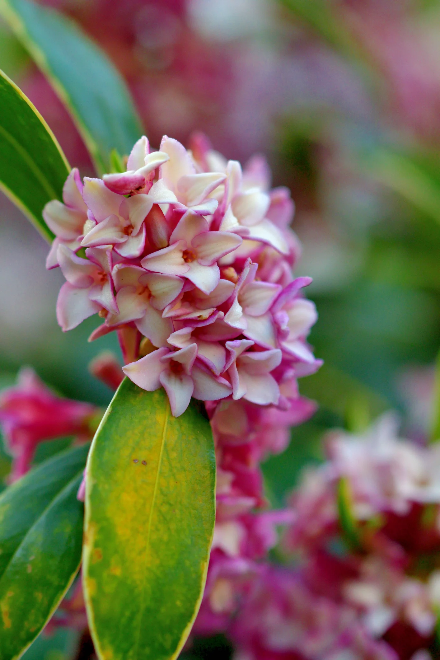 Apiaceae Family: Wonderful Plants in the Carrot Family and How to Grow Them