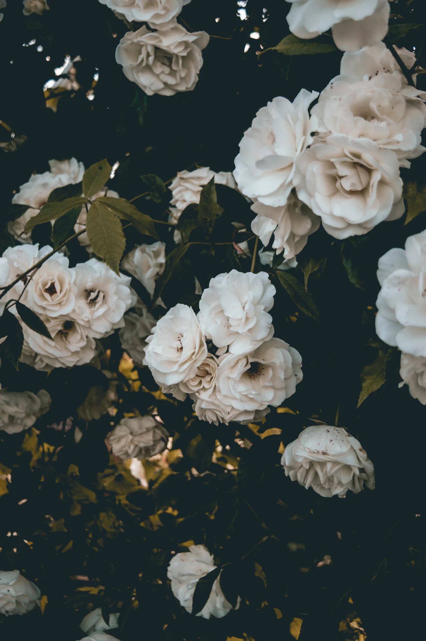 Nach diesen Blüten sollten Sie Ihren Rosenschnitt richten