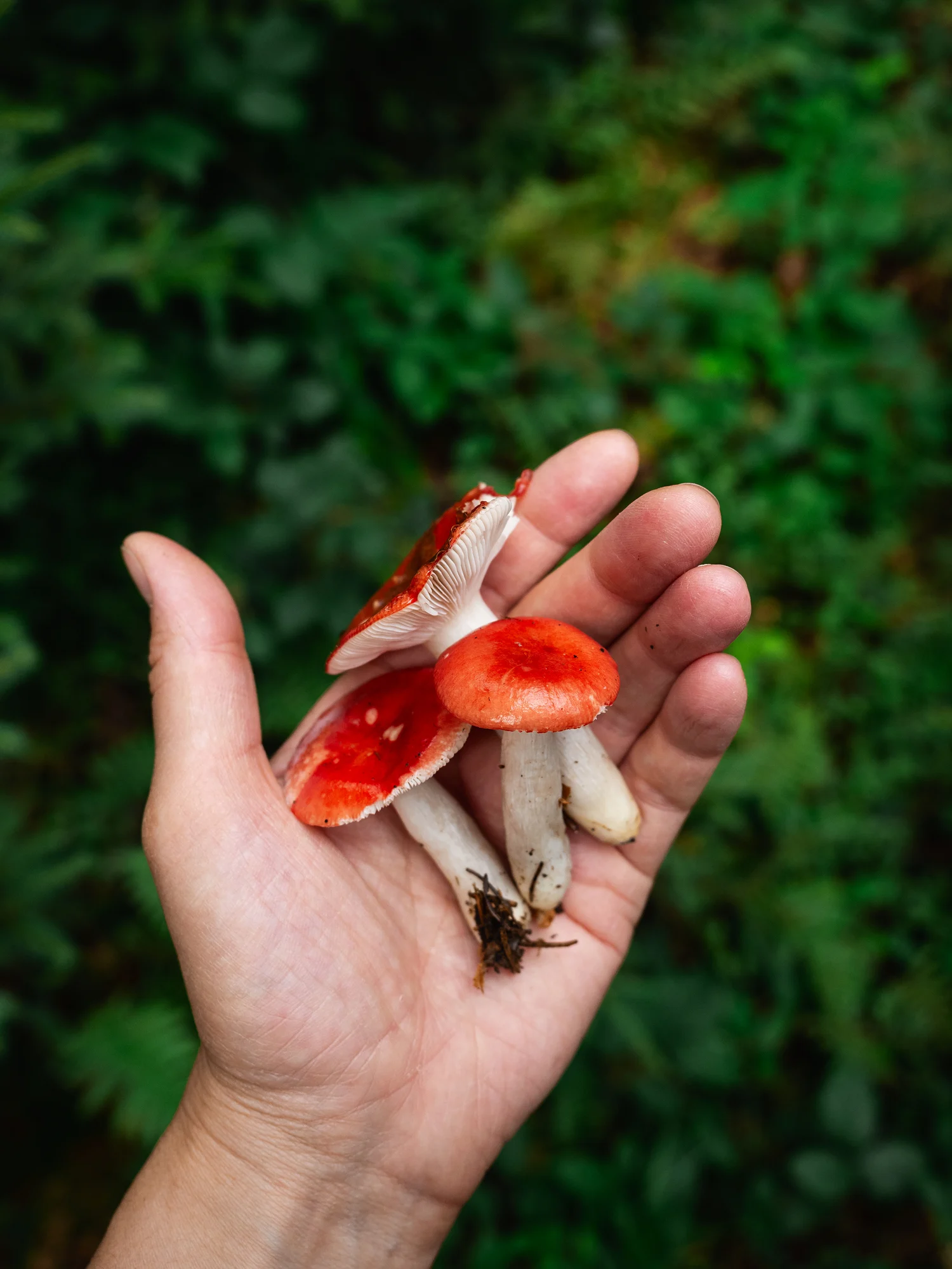 L'azienda agricola che fa a meno della terra: i funghi li coltiva nei fondi di caffè