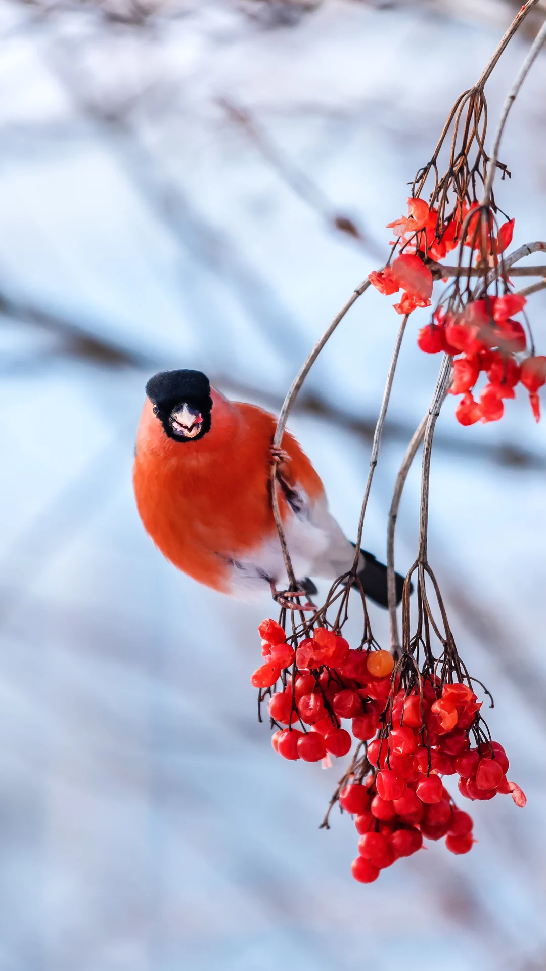 Was fliegt denn da? Menschen sollen Wintervögel zählen