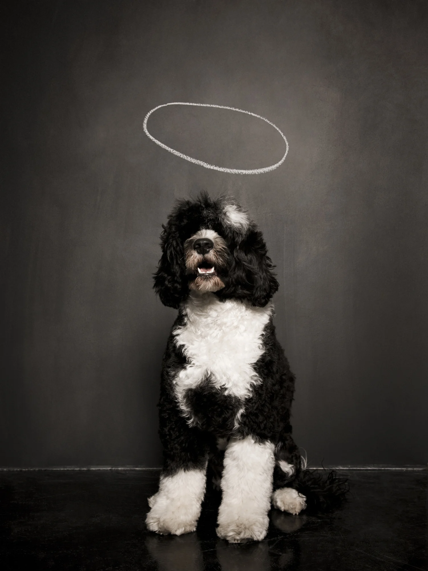 Adottare un Cao de Agua Portoghese: carattere, stile e padrone ideale