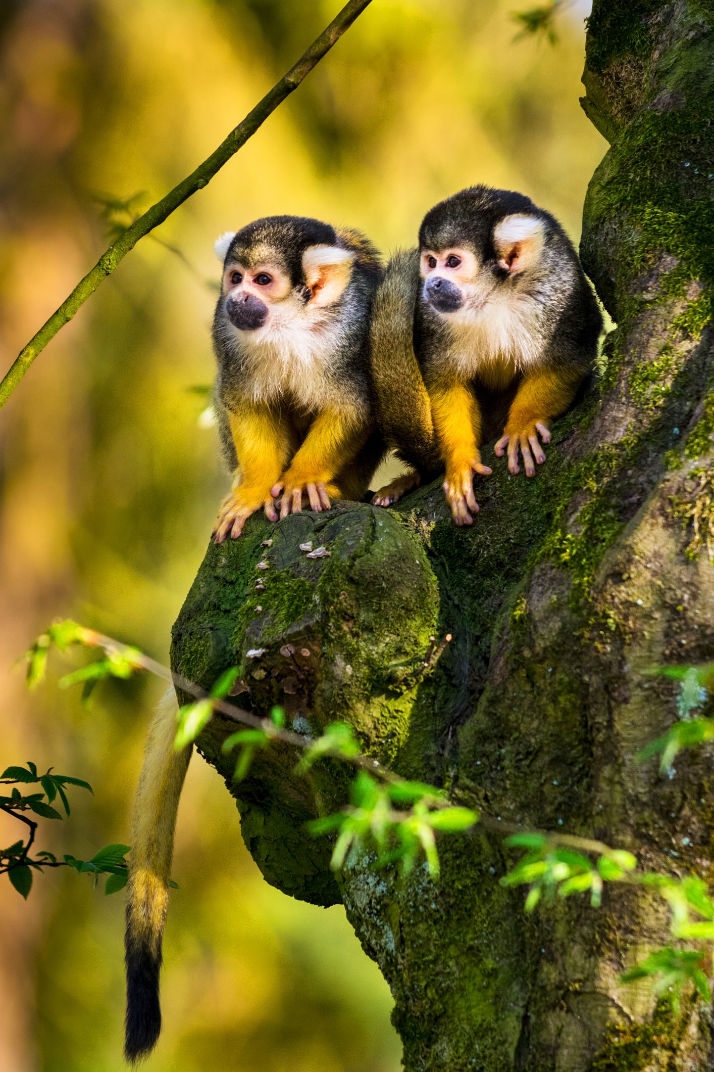 Female monkeys with female friends live LONGER, study reveals 