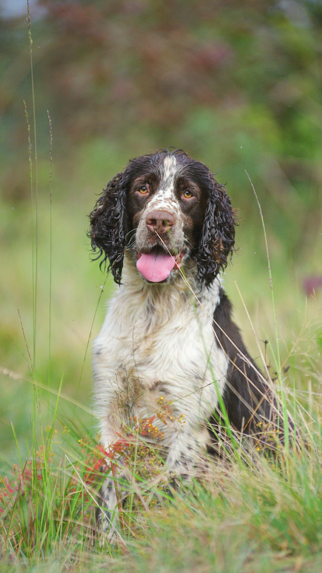 The most popular dog breeds in the UK - and the best dogs for long walks