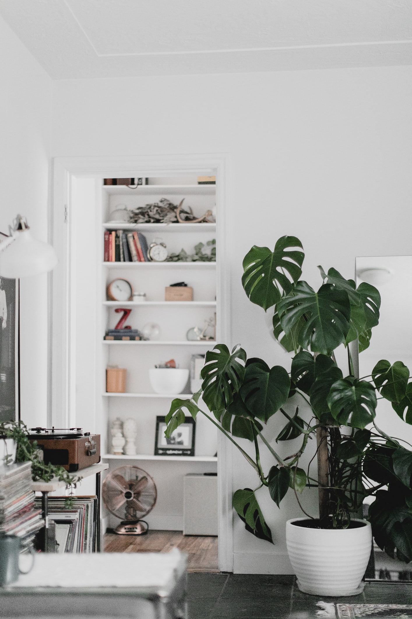Plantas para apartamento: 4 espécies ideais