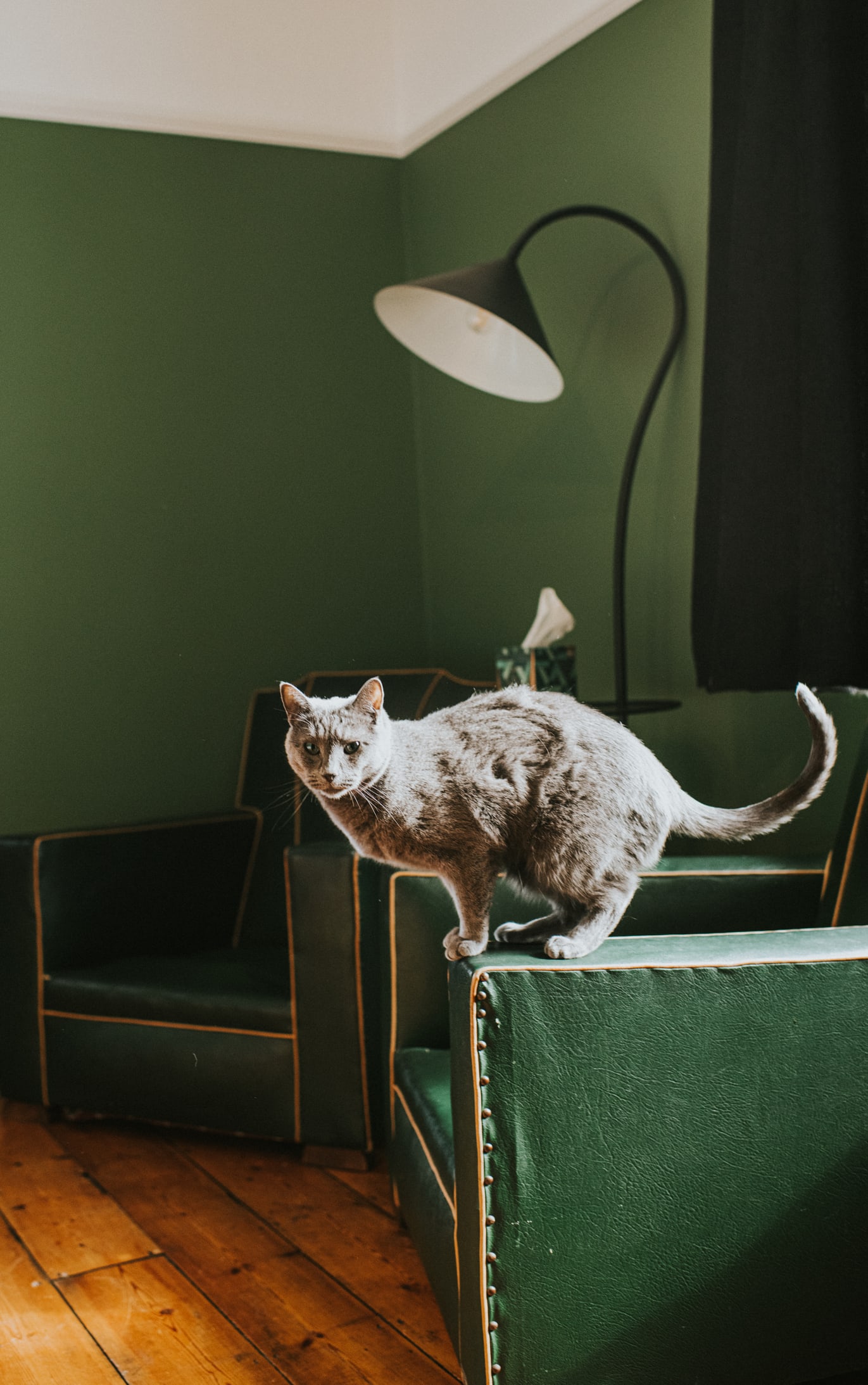 Il gatto comprende le leggi della fisica: lo dice la scienza
