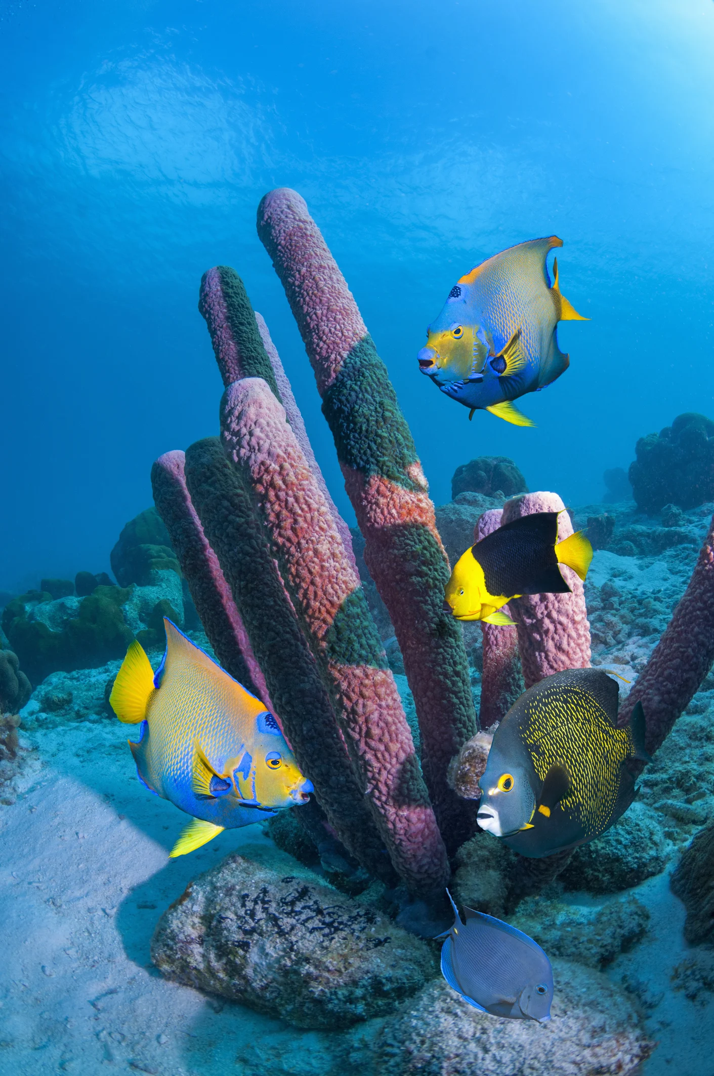 Un estudio español descifra la historia de la biodiversidad marina: lo que se pierda este siglo tardará millones de años en recuperarse