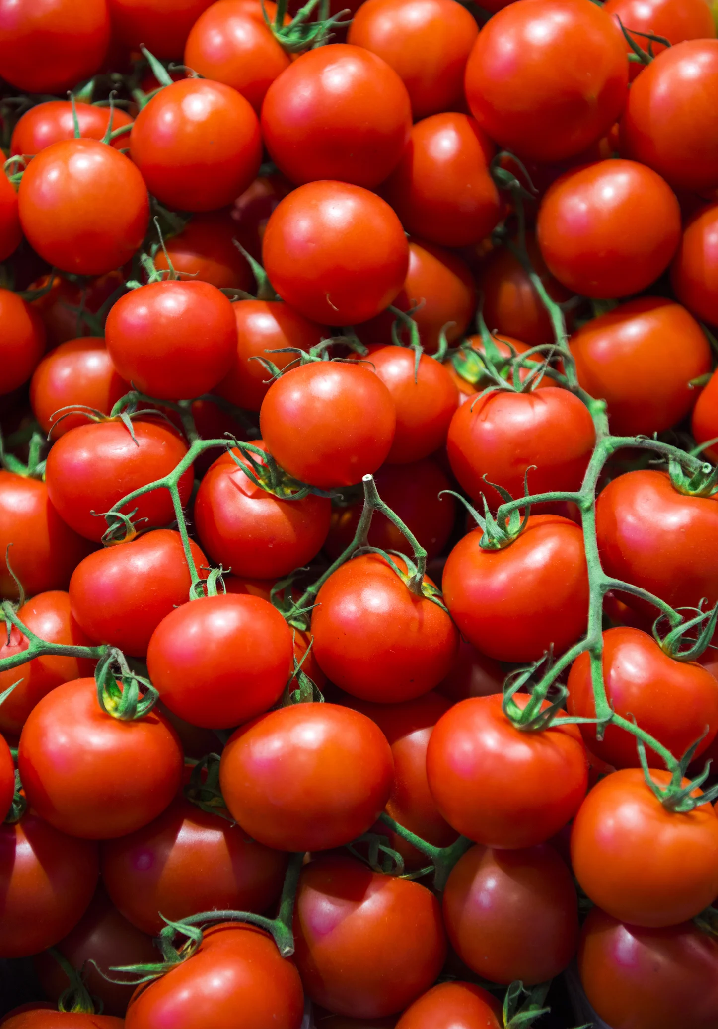 พัฒนาอุปกรณ์วัดการเน่าเสียของอาหาร ที่มีราคาถูก ง่ายต่อการพกพา