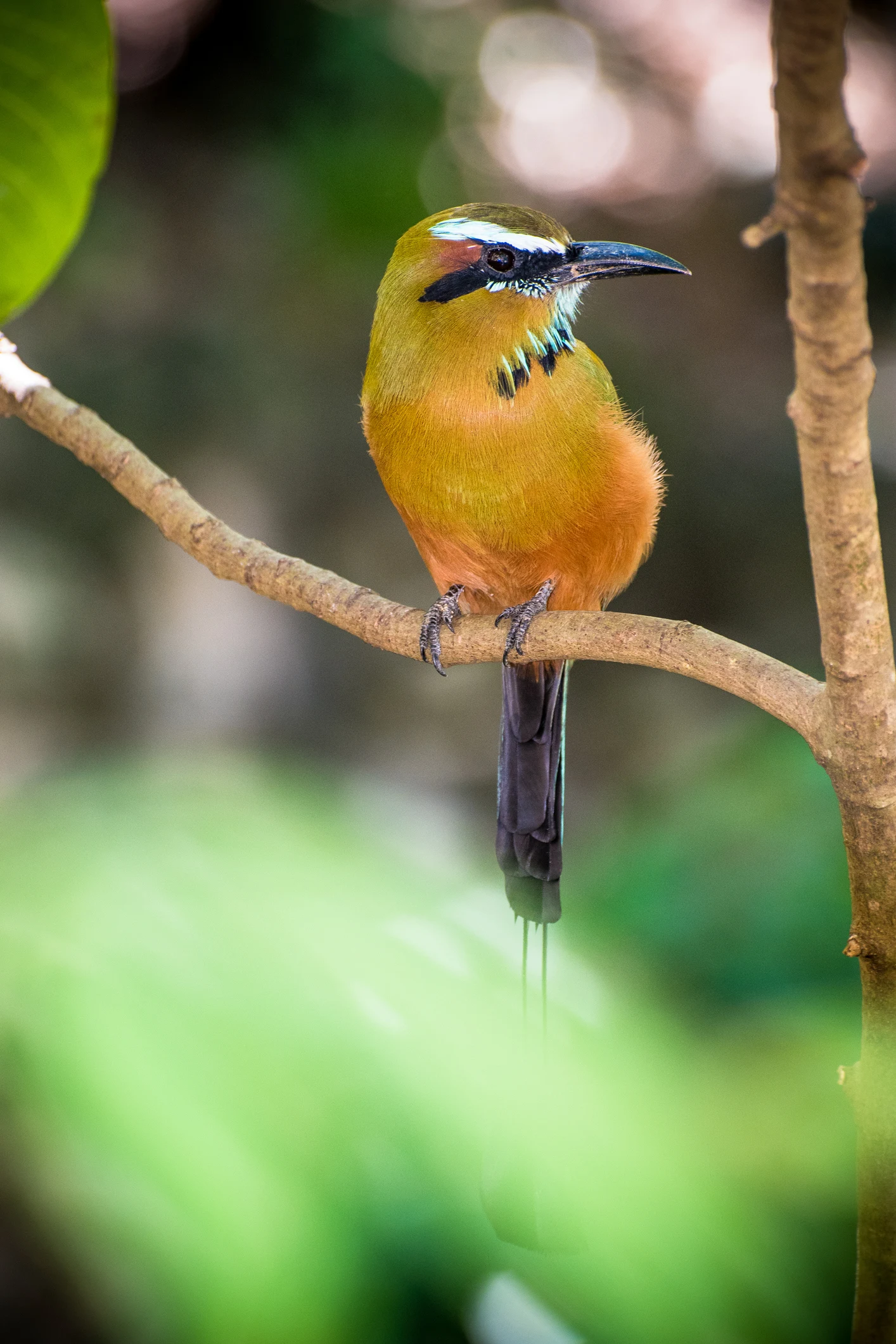 La vanidad y el orgullo lo dejaron sin plumas: la leyenda del pájaro Toh
