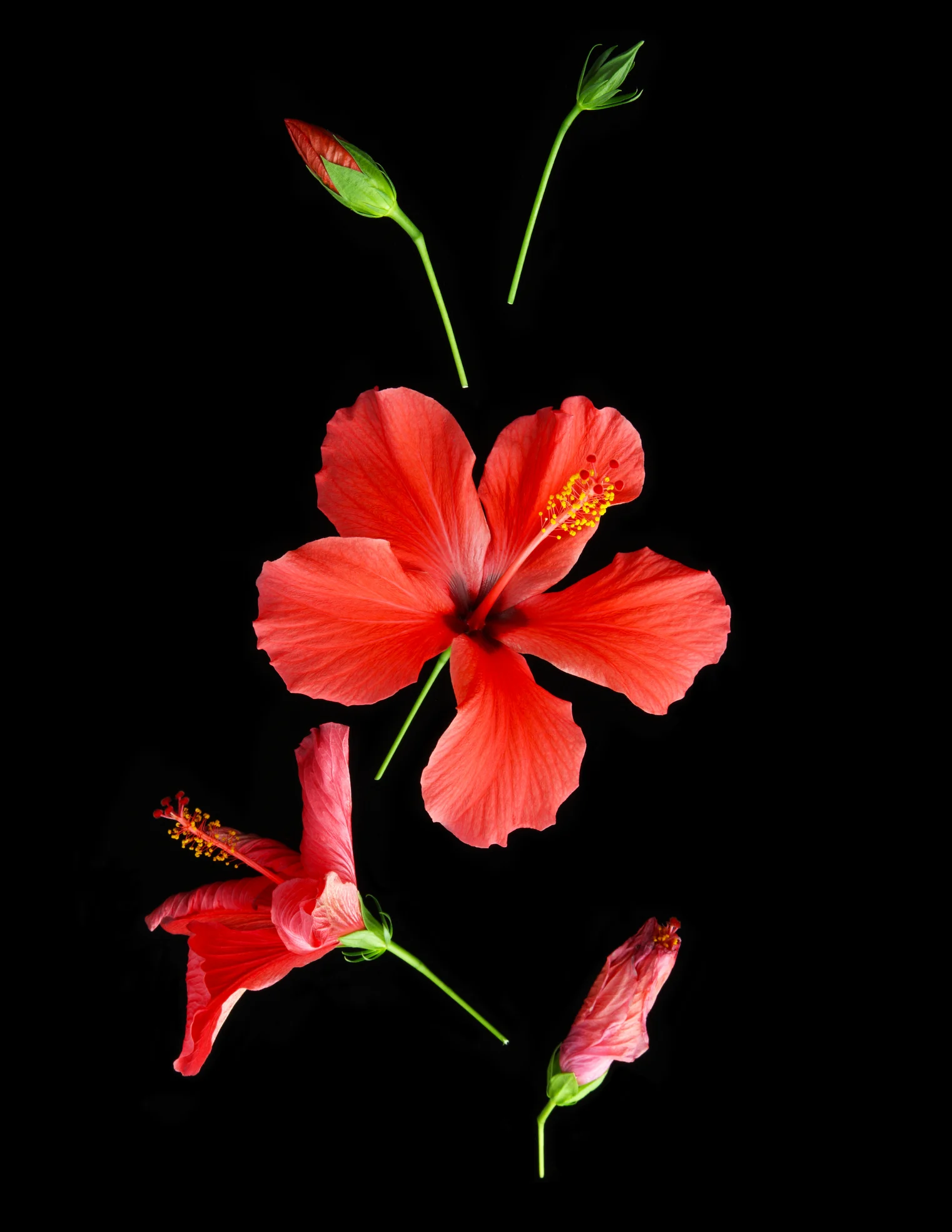 ¿Es verdad que la flor de jamaica sirve para desinfectar? Esto dice un estudio