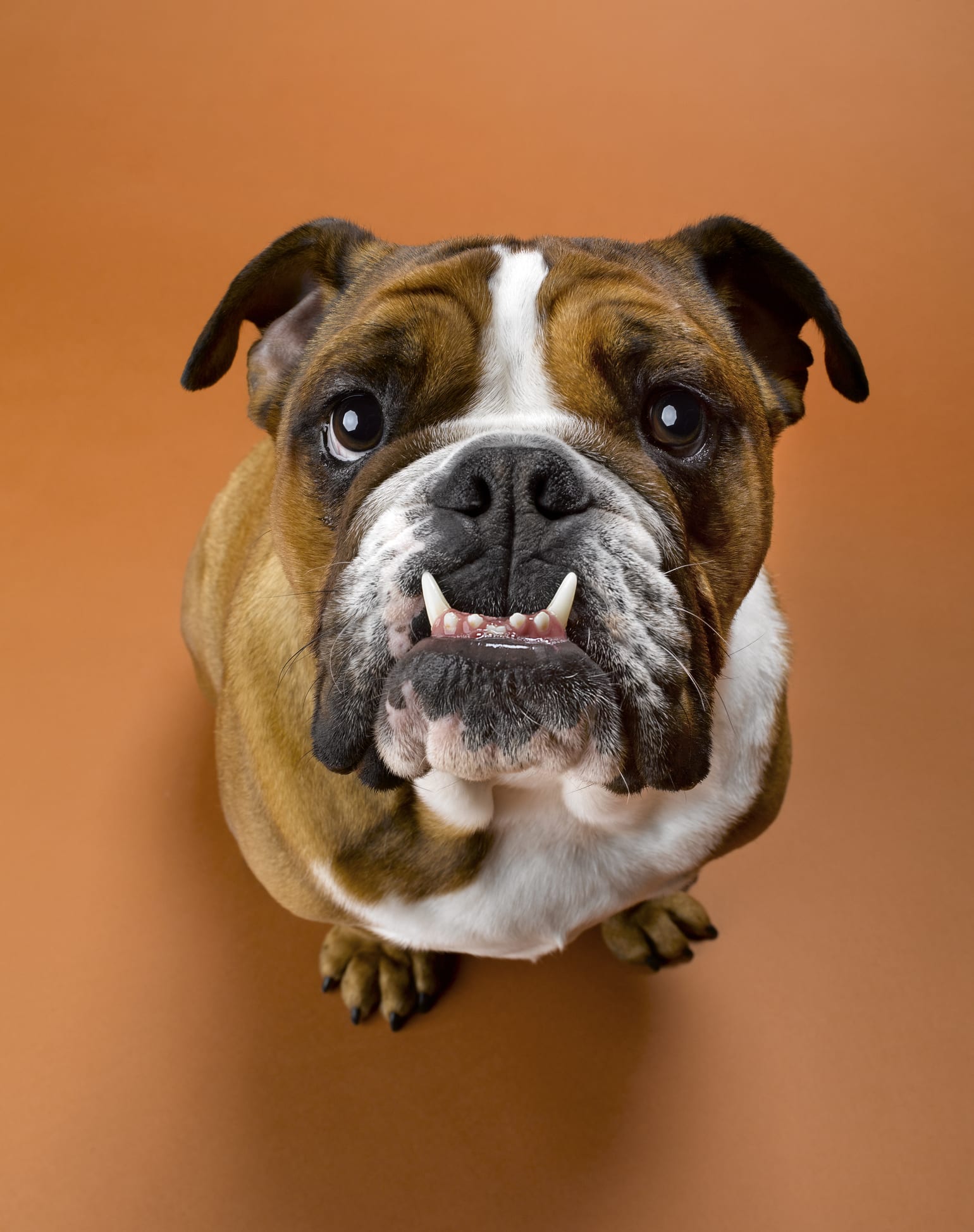 Características de los diferentes tipos de bulldog que existen