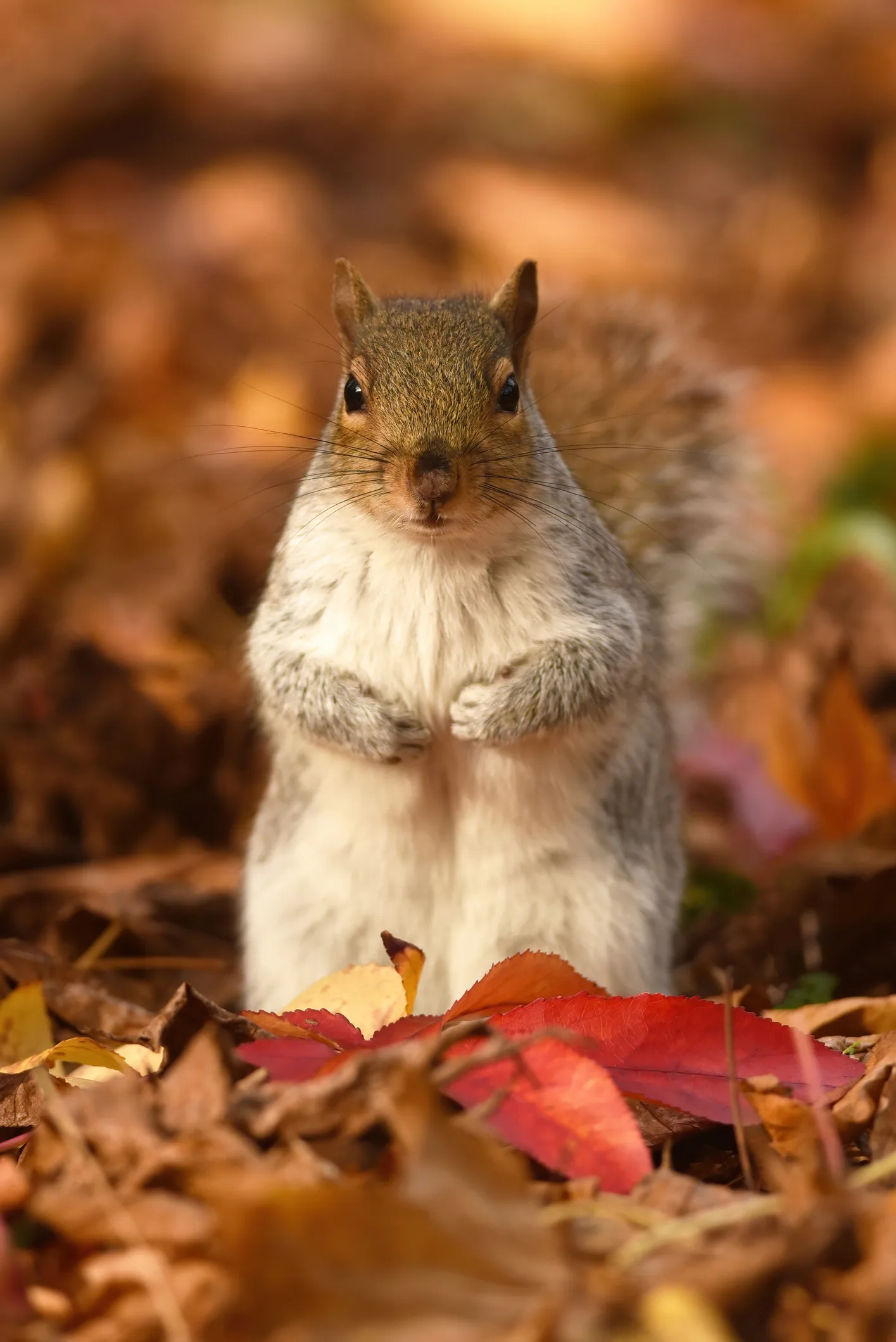 La donna che va nelle acque ghiacciate per salvare gli animali