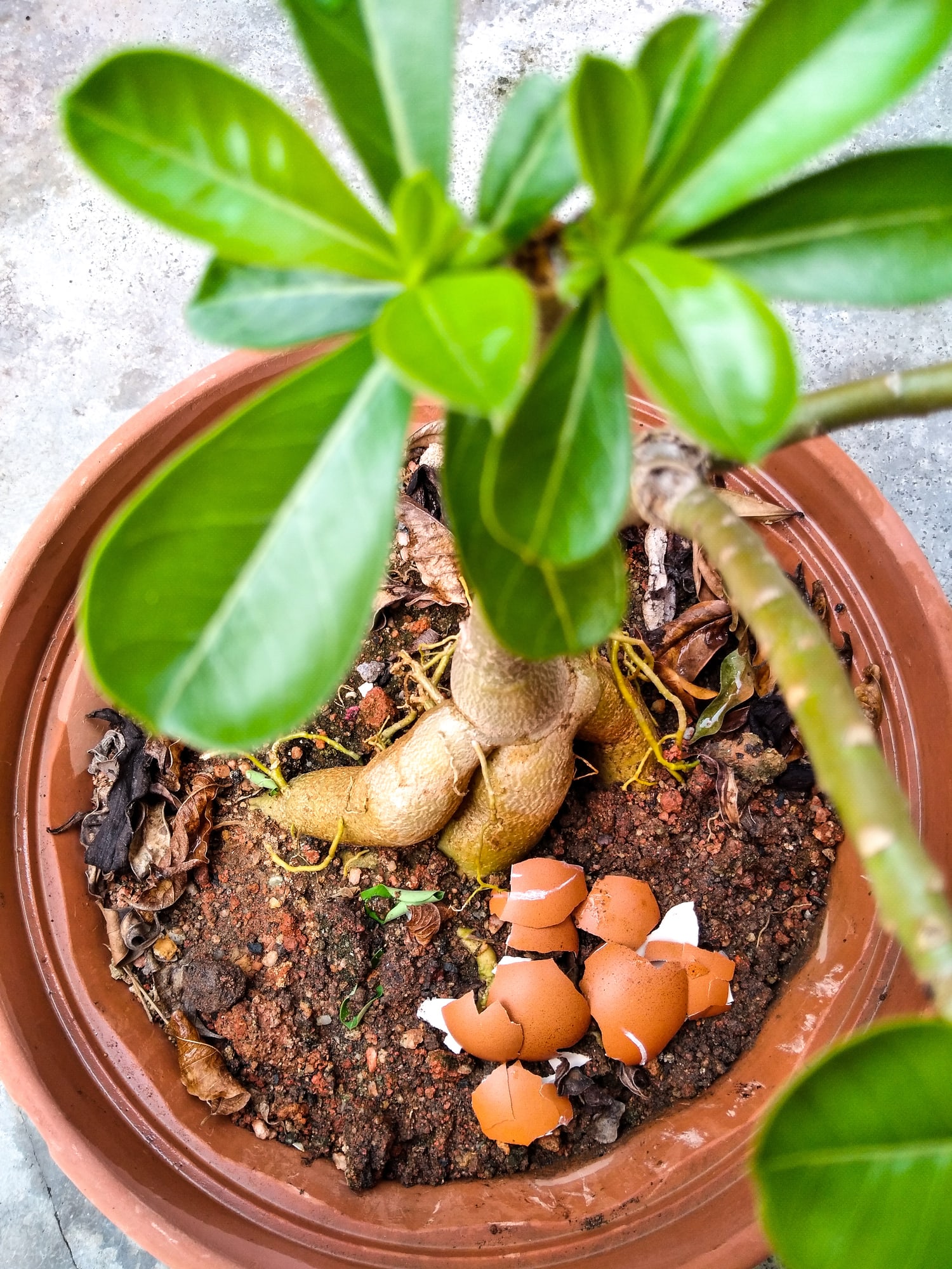 Kulit Telur Berguna Suburkan Pokok, Tapi Jangan Terus Tabur. Ini Teknik Betul Jadikan Baja