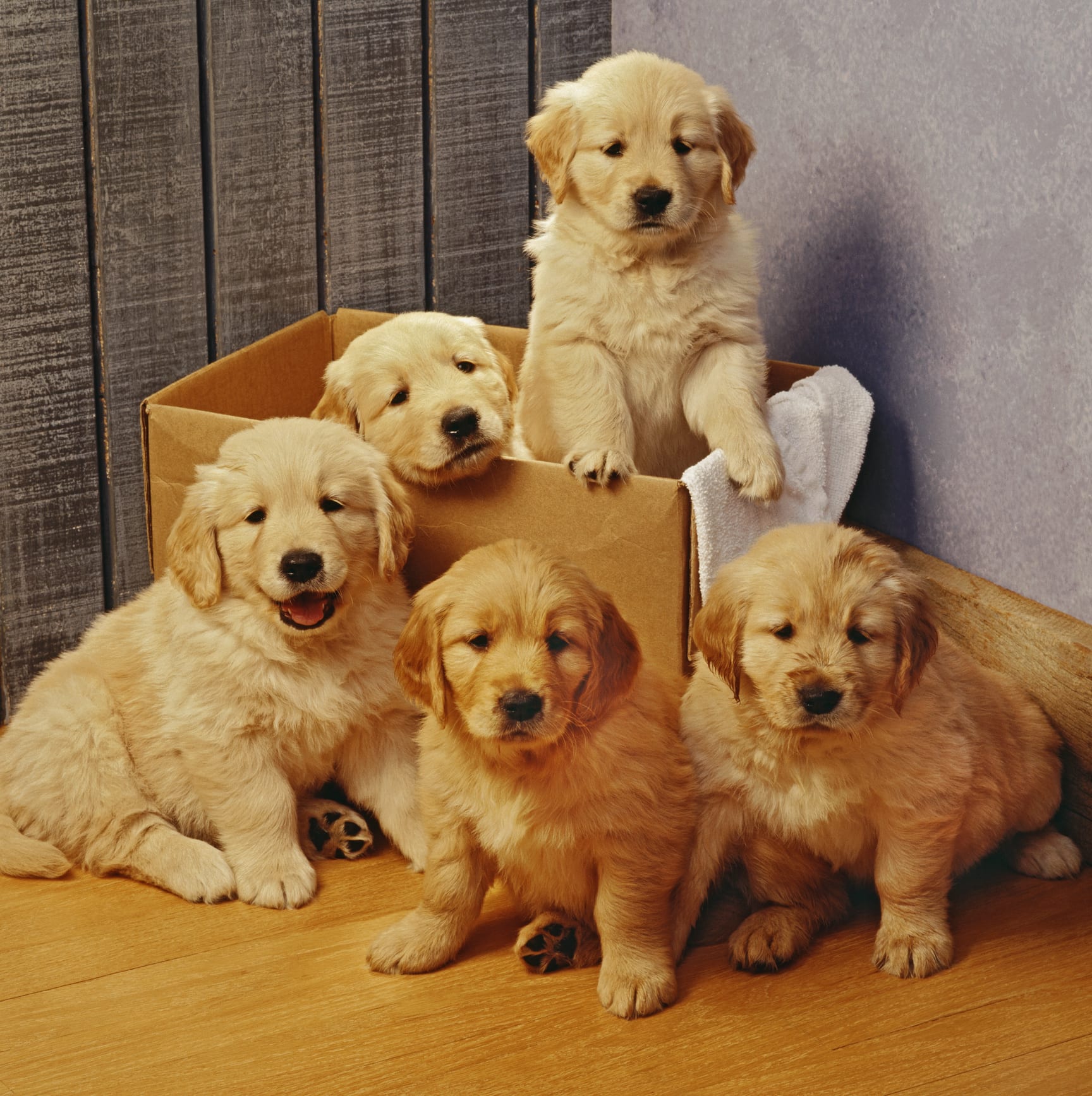 悪い事をしたと自覚? 説教中の飼い主を“絶対見ない”犬がかわいい…いつものことなのか聞いた