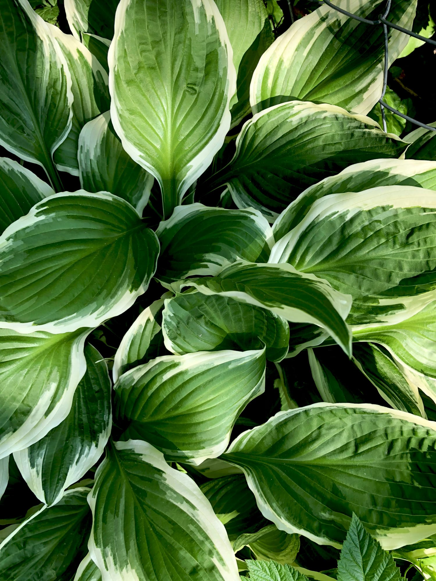Hack shows how to keep your plants watered while you're on holiday