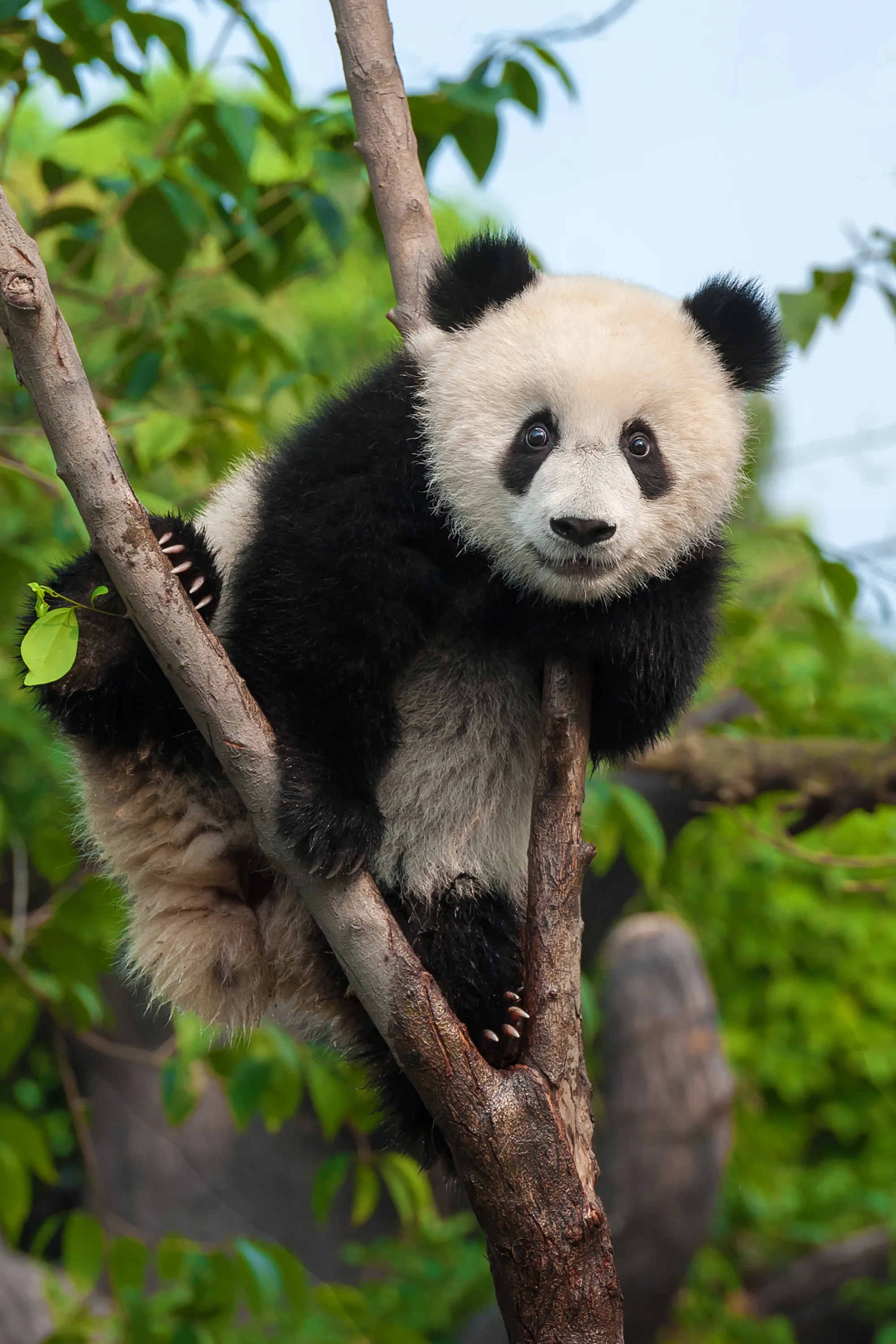 Fossil discovery solves mystery of how pandas became vegetarian