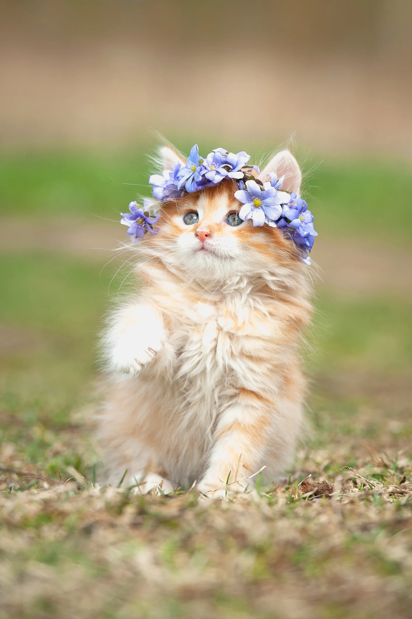 なぜ猫は1日中寝ているの?