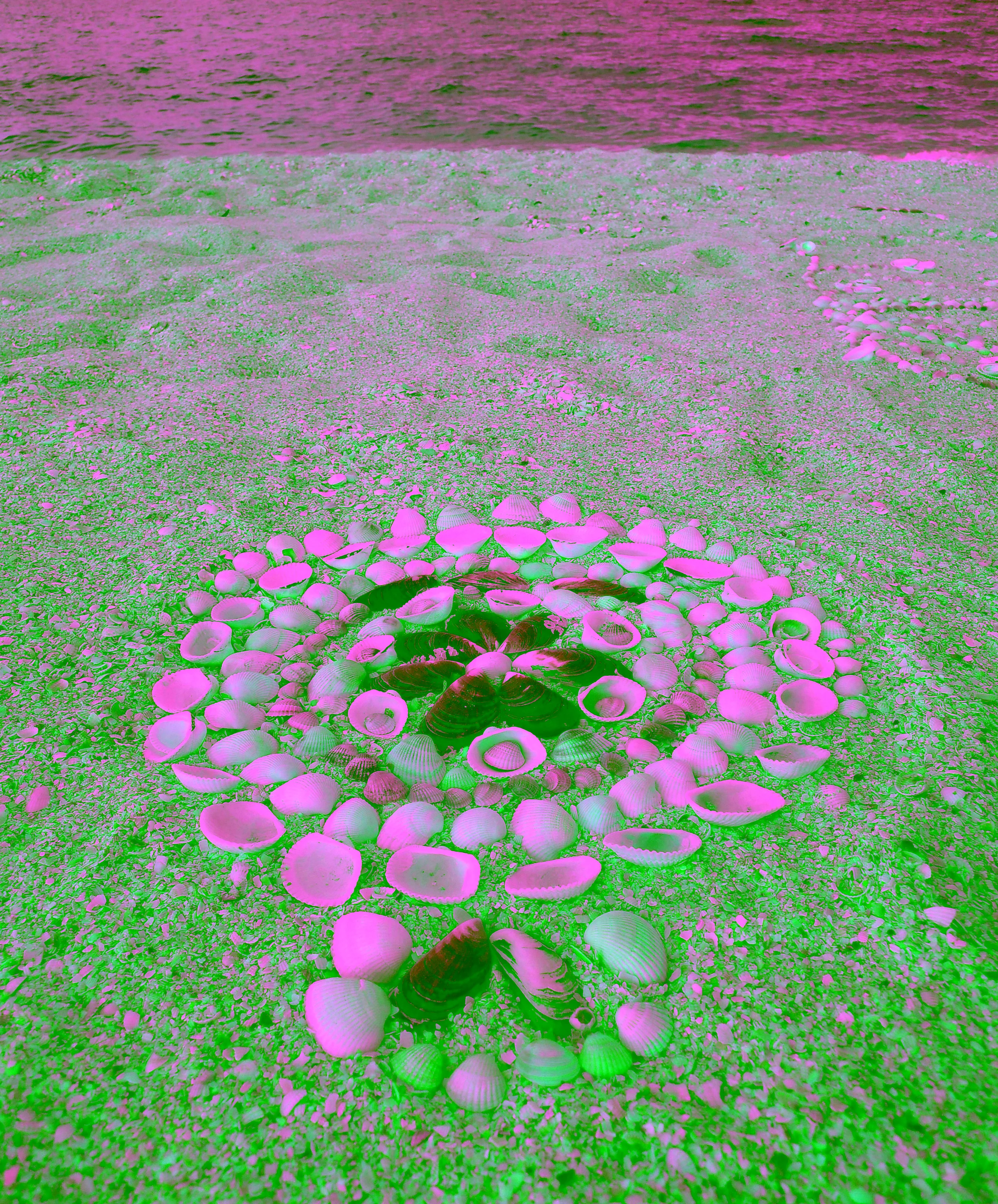 ละลานตา หอยแมลงภู่เต็มโขดหินหาดสมิหลา