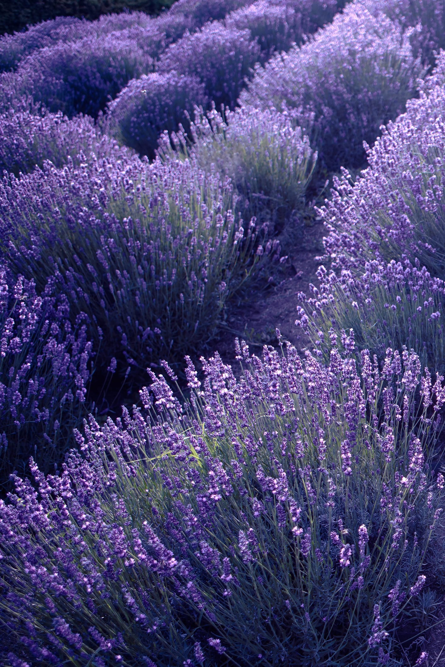 Non solo Provenza, anche l’Italia ha i suoi campi di lavanda: ecco dove ammirare la fioritura