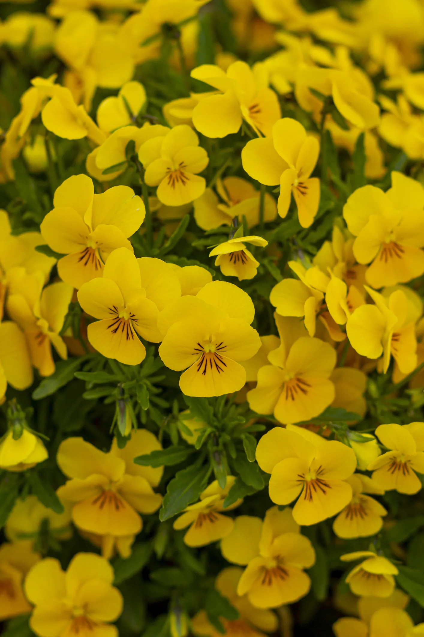 13 Perennials You Didn’t Know You Could Divide