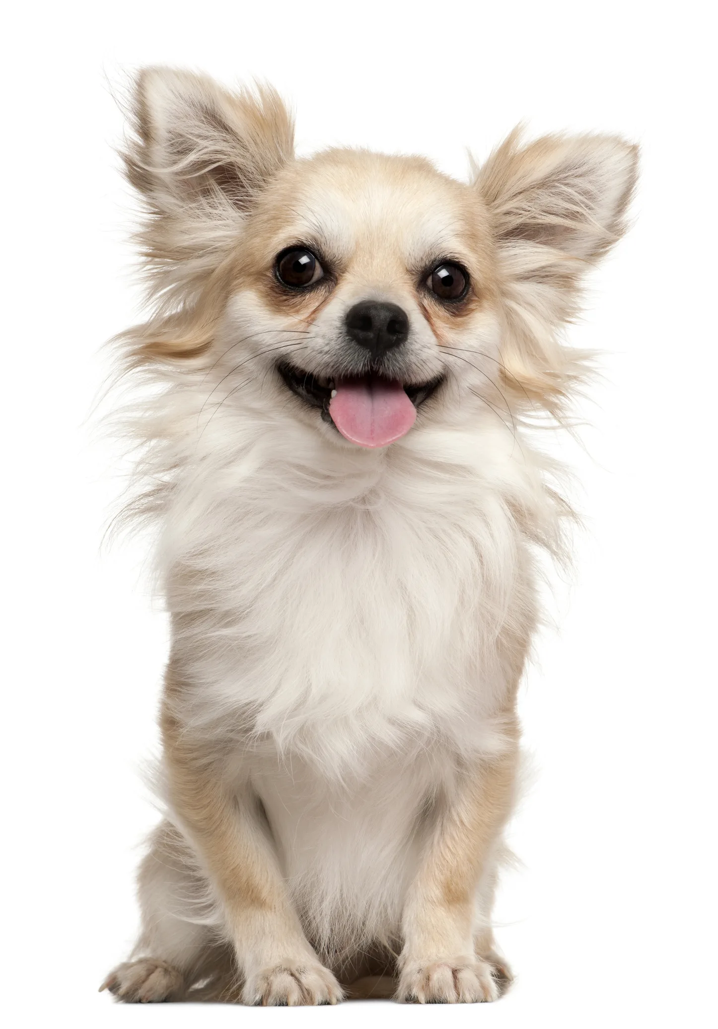 Estos son los 3 problemas que tienen los perros de raza pequeña