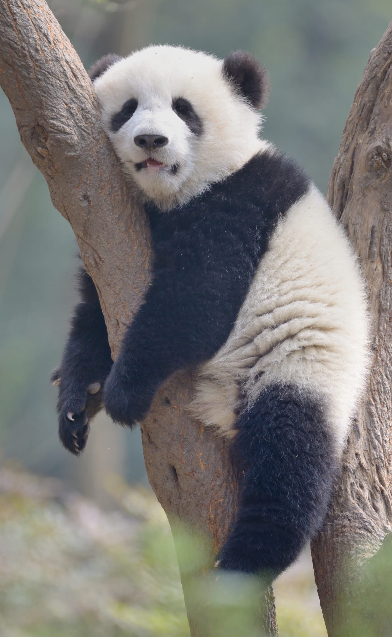 Svelato il segreto dei panda: ecco perché sono così paffuti anche se mangiano solo bambù