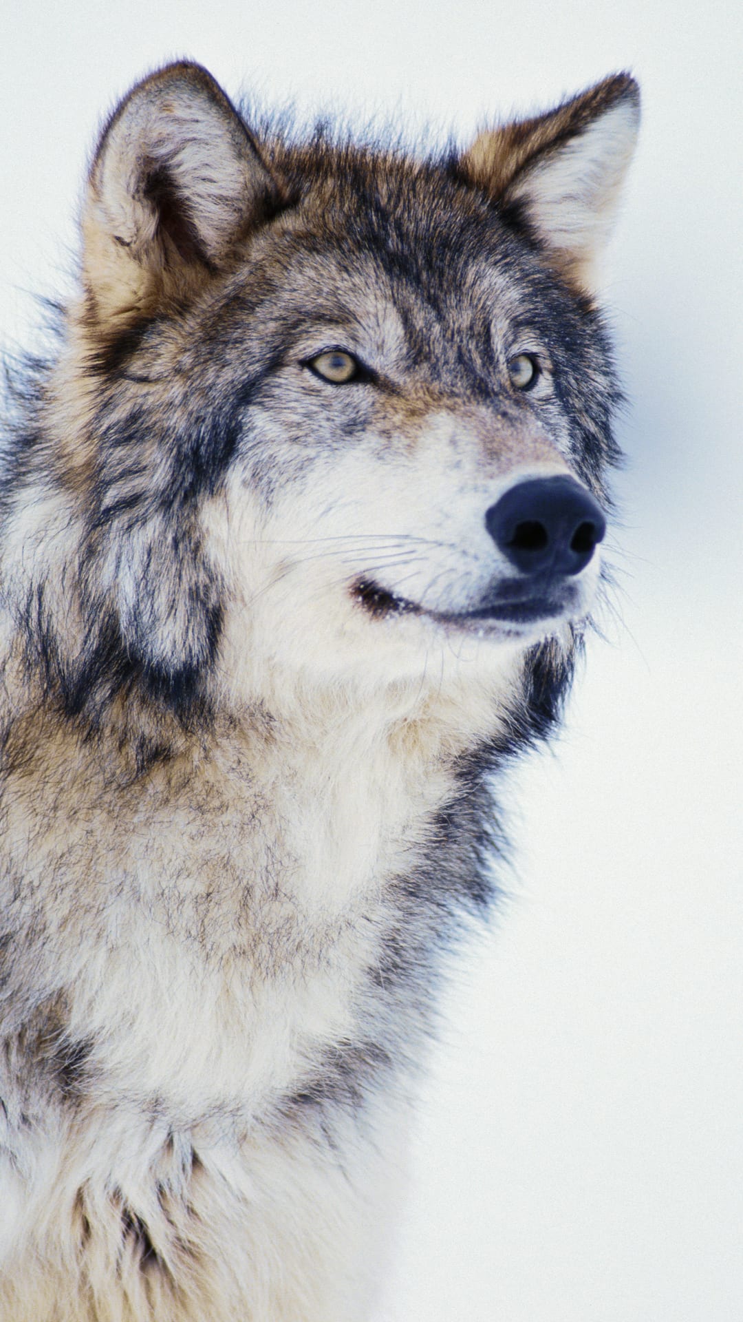 Wisconsin's grey wolves fell 30% in one year from illegal hunting