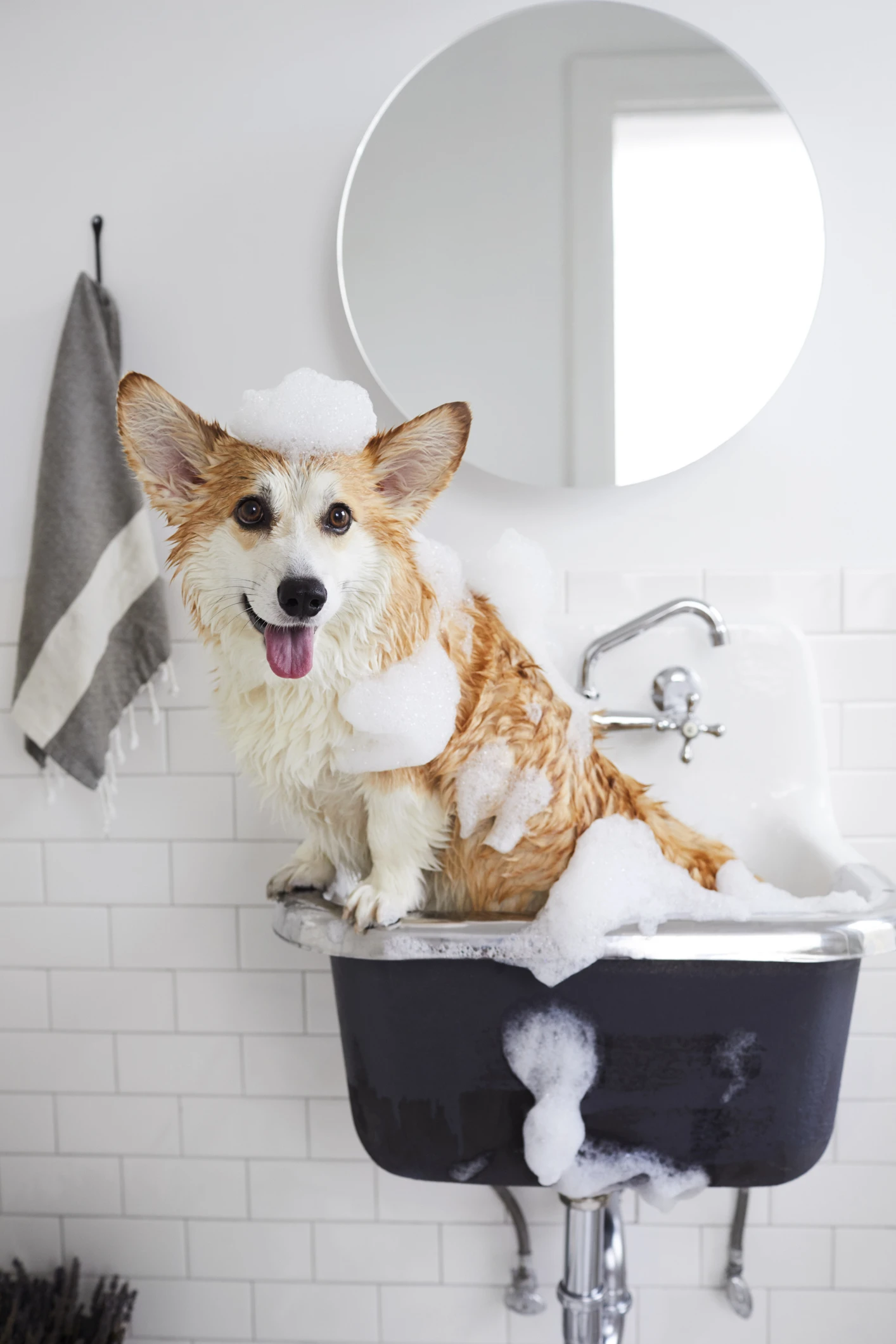 Confira dicas para refrescar cães e gatos no verão