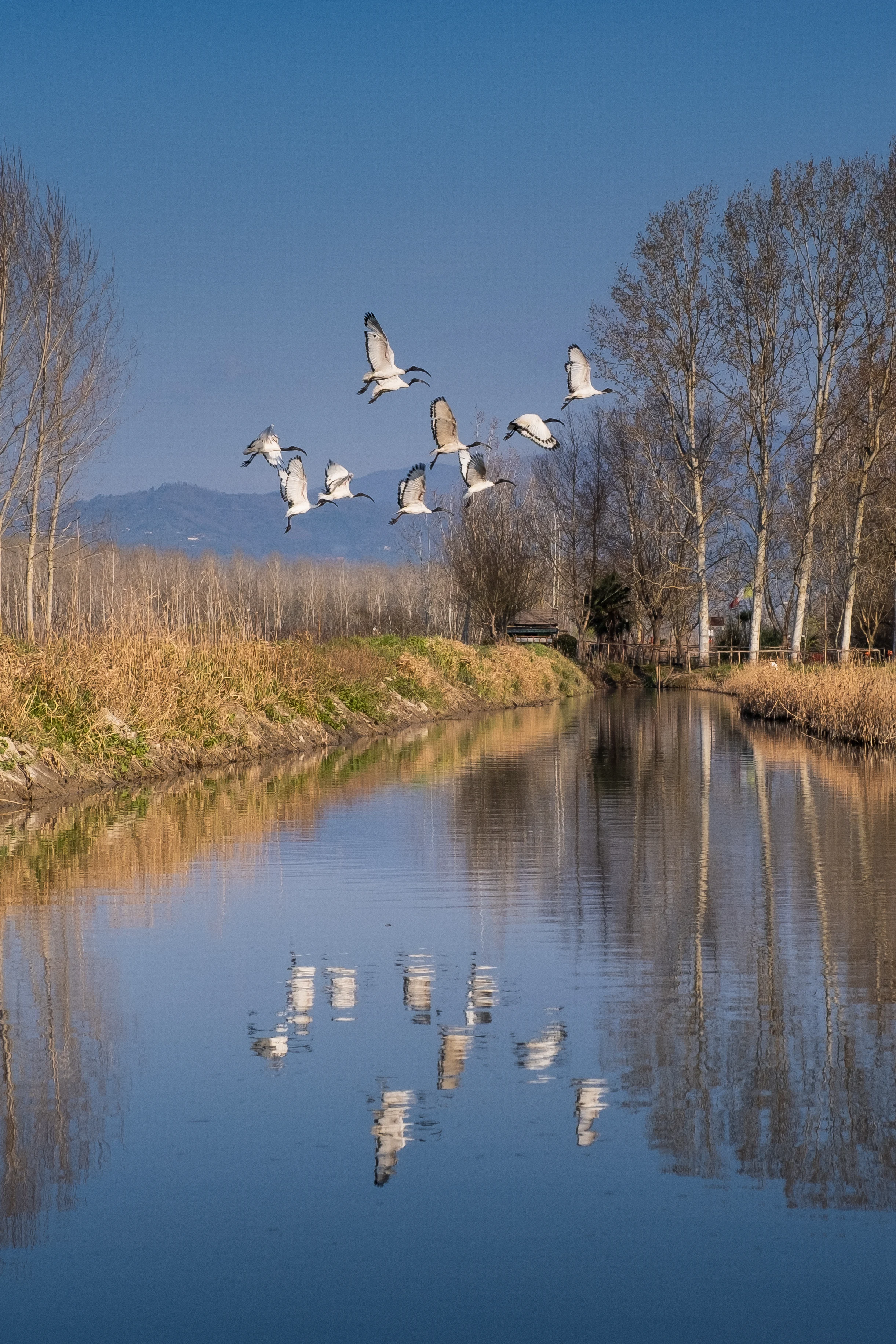 Italia, paradiso del birdwatching: guida alle oasi per tutte le stagioni