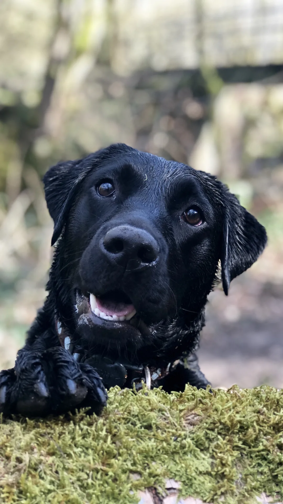 The most popular dog breeds in the UK - and the best dogs for long walks