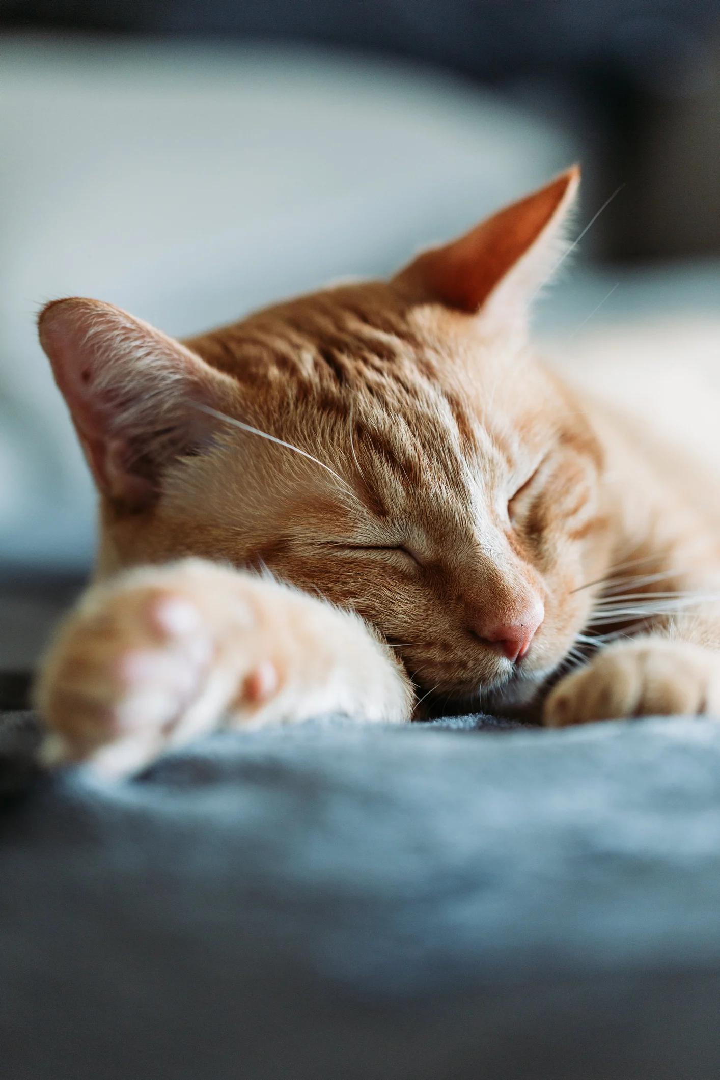 Veja cinco sinais de que quem manda em casa é o gato