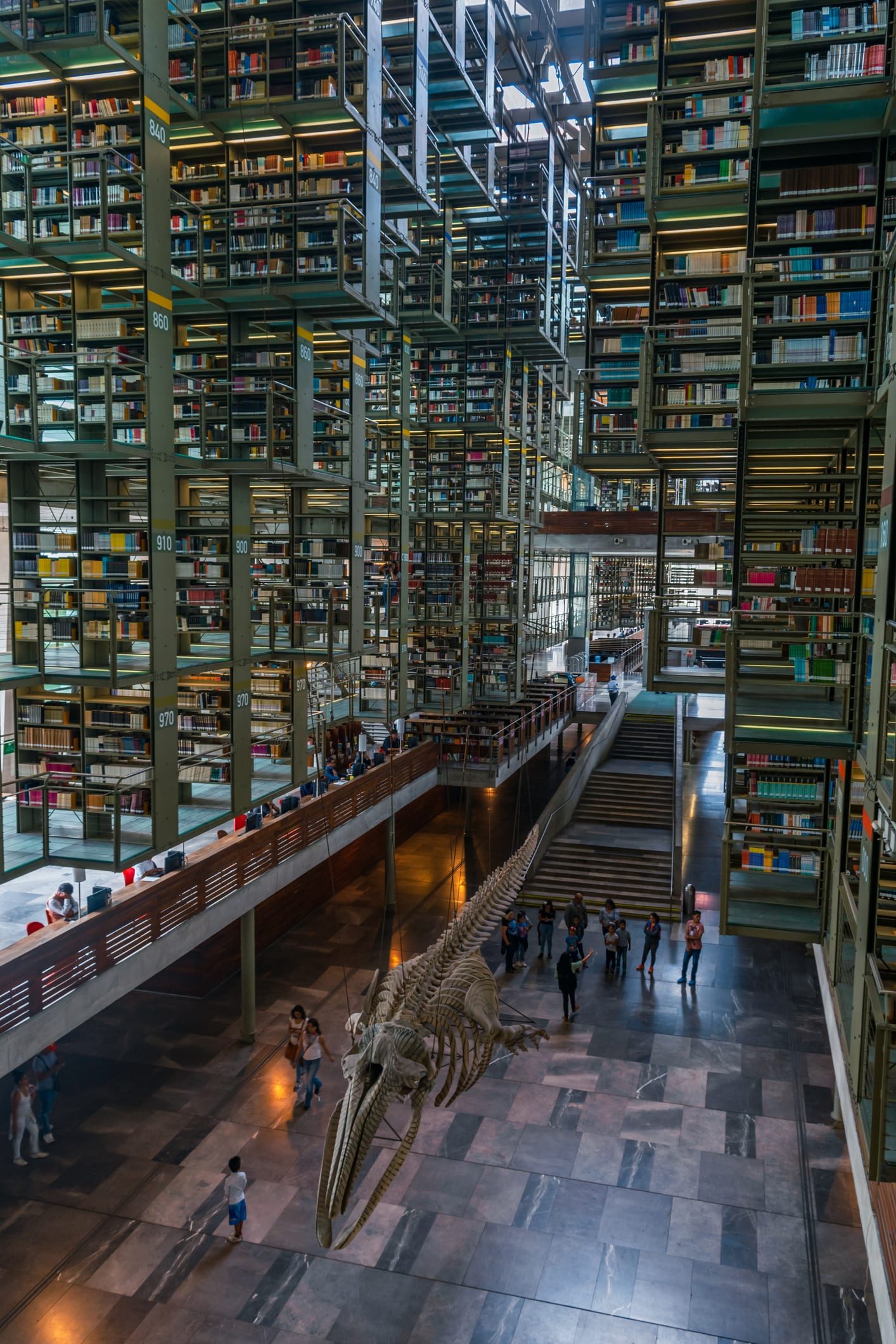 สุดแปลกตา! ห้องสมุดในเม็กซิโก โชว์ “กระดูกวาฬยักษ์” สร้างสีสันแก่คนรักการอ่าน
