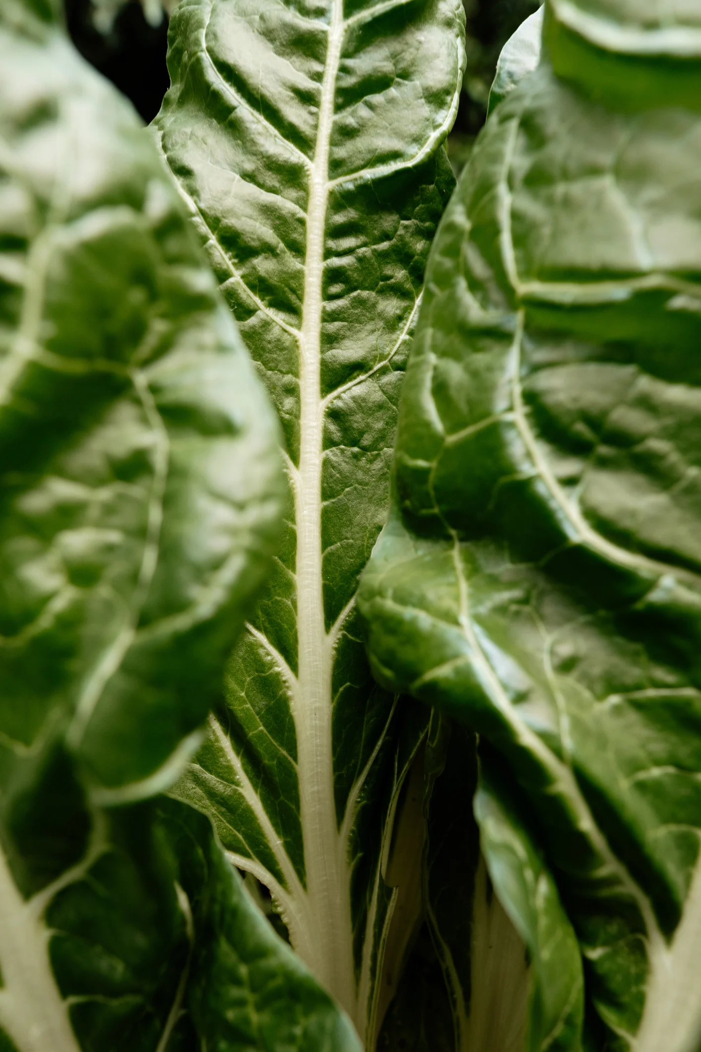 Qué es el plant-based y qué beneficios tiene para tu salud (mucho más que una tendencia)