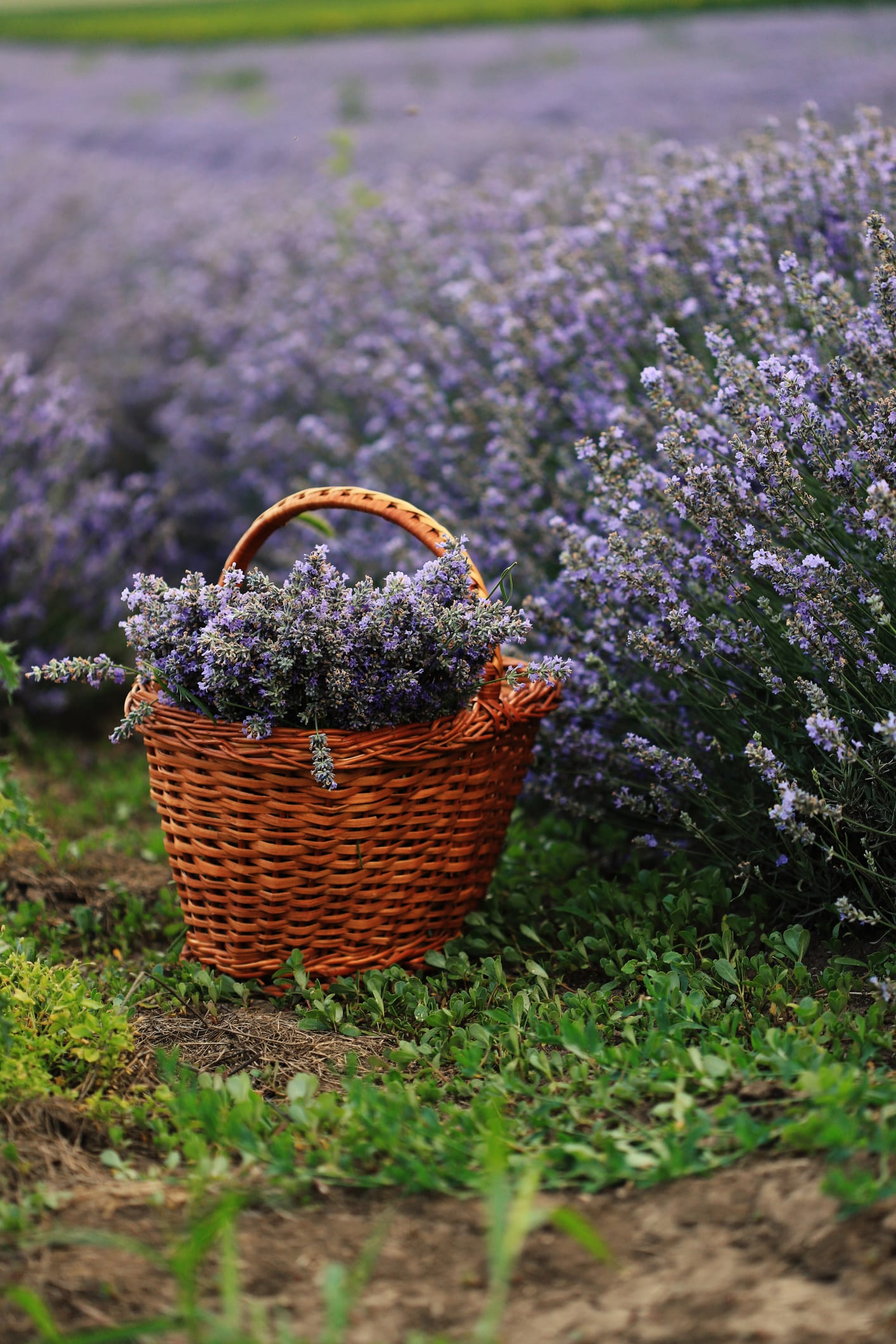 Estas son las plantas de exterior más nobles y resistentes