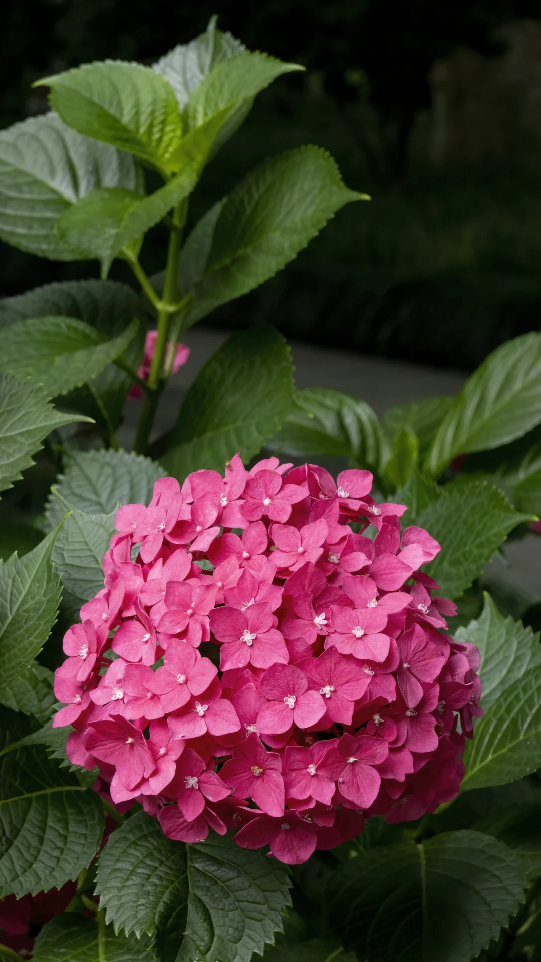 Blumen sicher überwintern: So überstehen Ihre Hortensien die kalte Jahreszeit