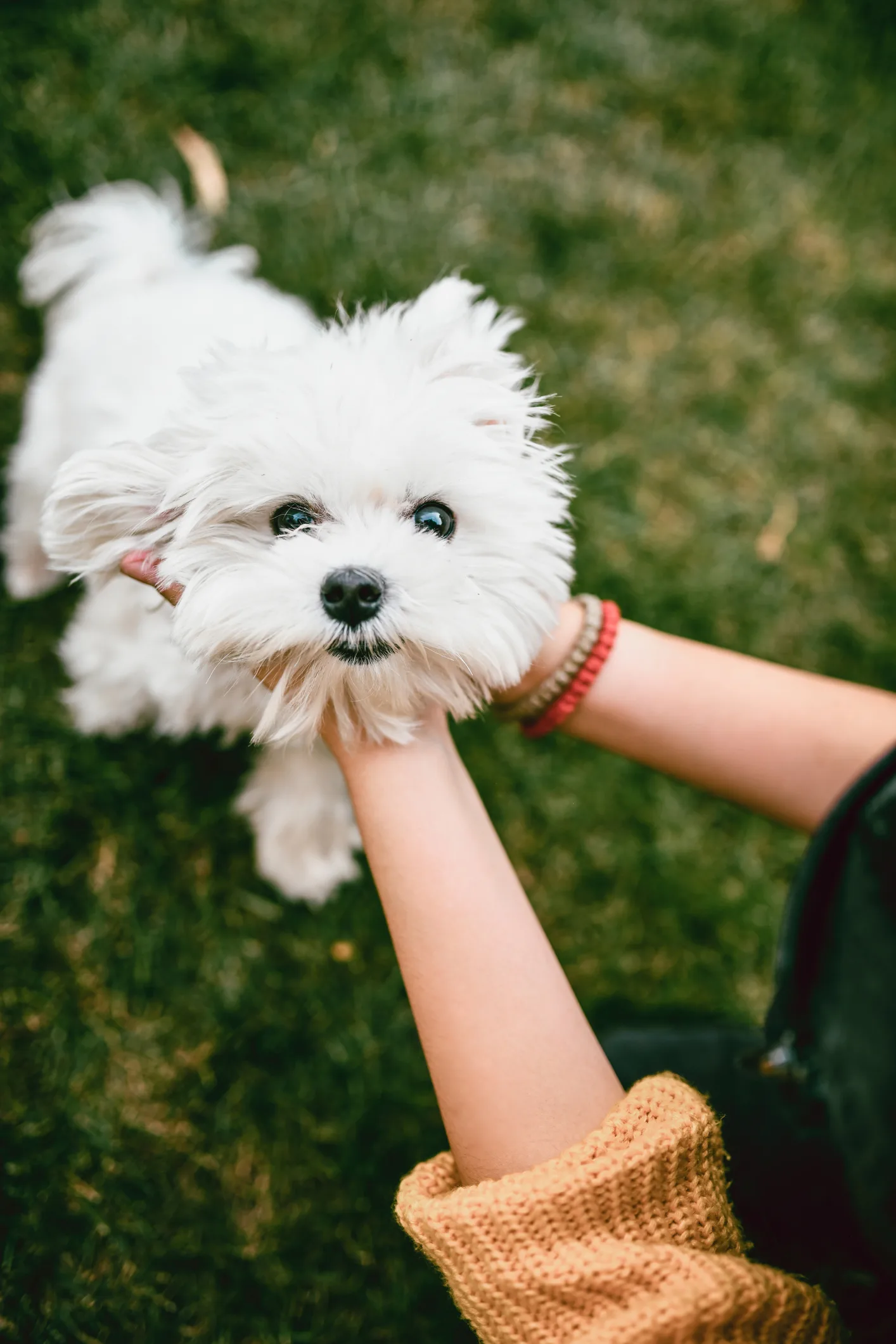 ¿Es bueno darle de comer huevo a tu perro todos los días? Este tiktoker lo explica