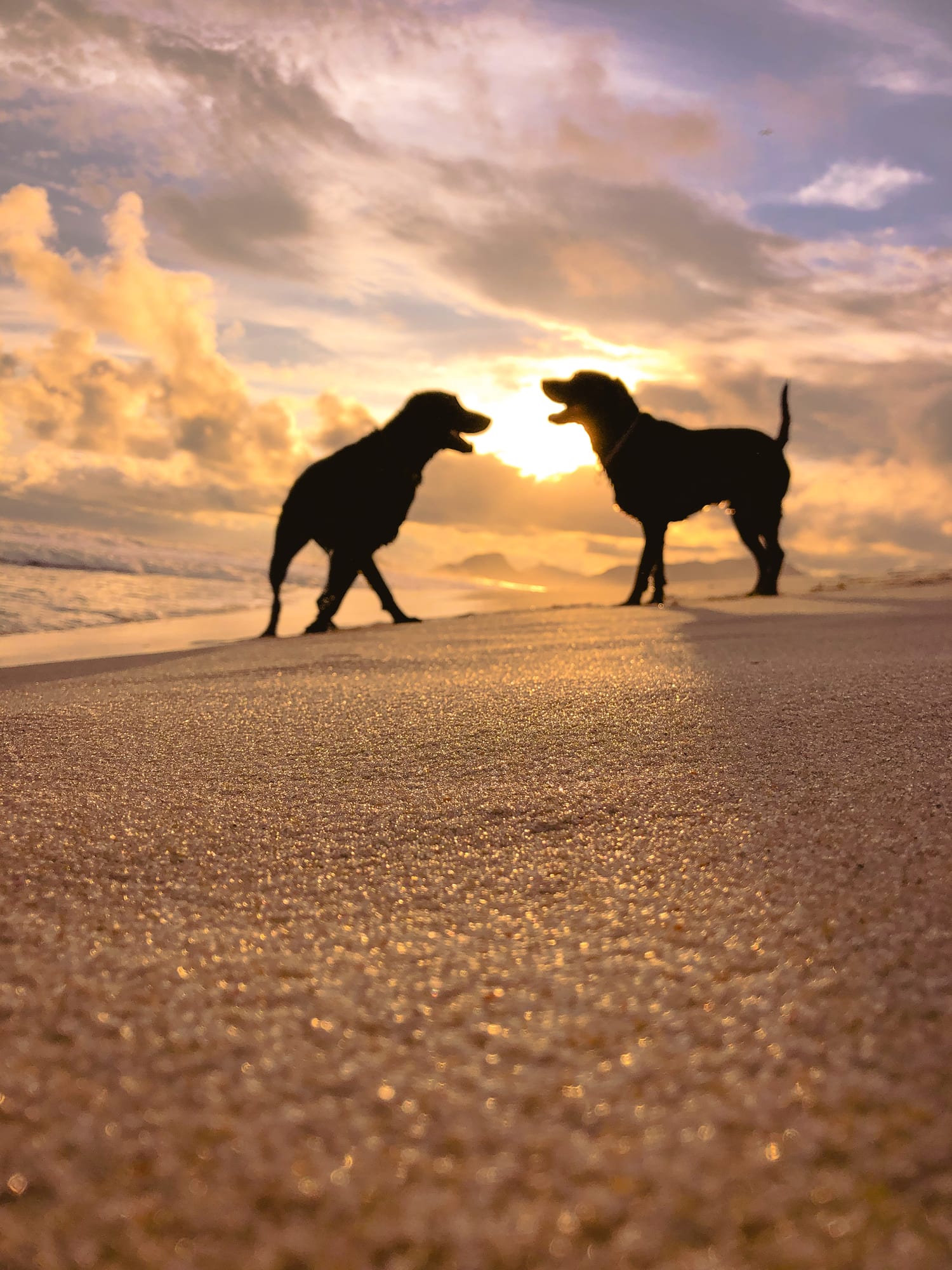 The best dog beaches in Australia