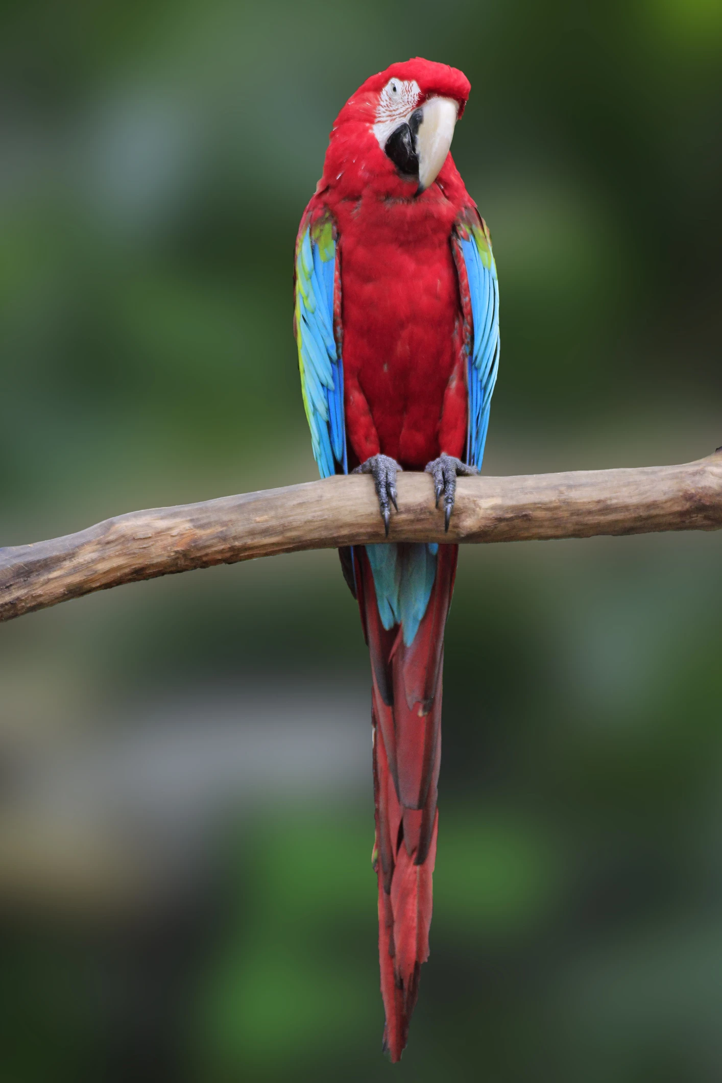 ببغاء يرعب لصوصاً بـ«مرحباً» ويحمي منزلاً من السرقة