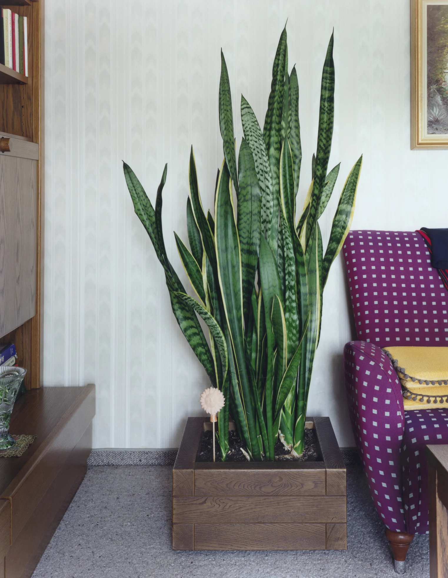 Why are people obsessing over indoor plants as though they were actual human beings?