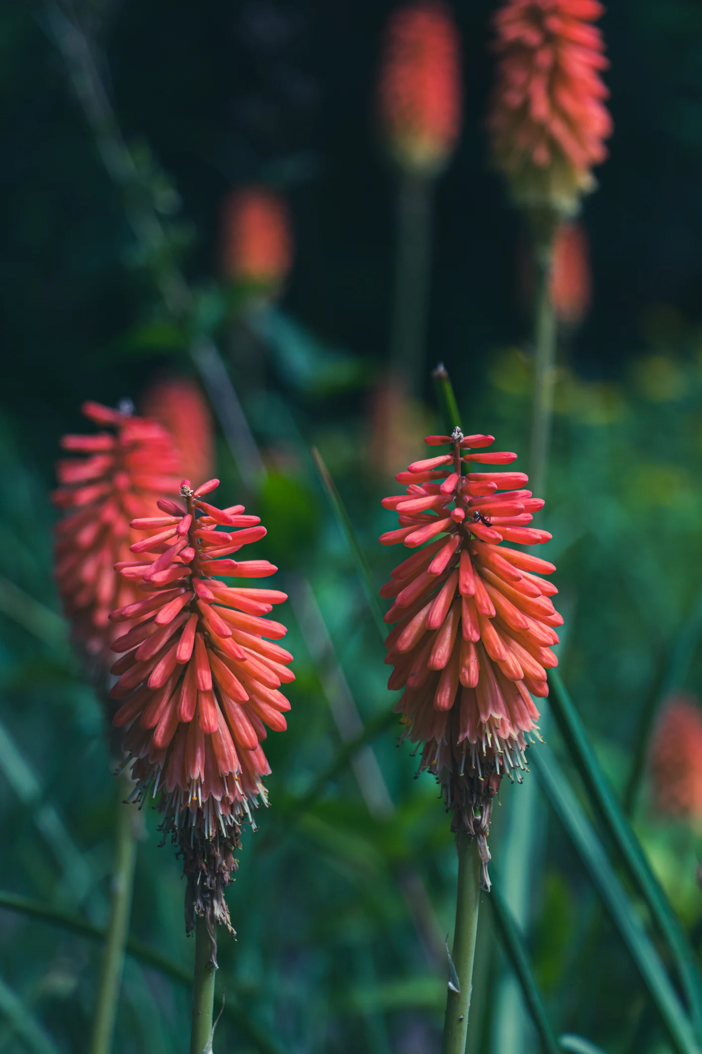13 Best Shade Perennials That Won't Take Over Your Garden