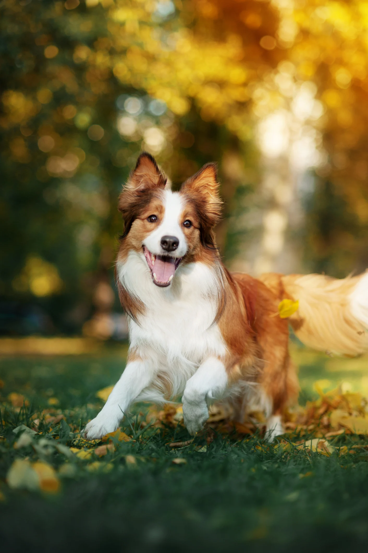 夏は犬の脱走、迷子が多くなるって本当？思わぬ脱走を防ぐためにできること