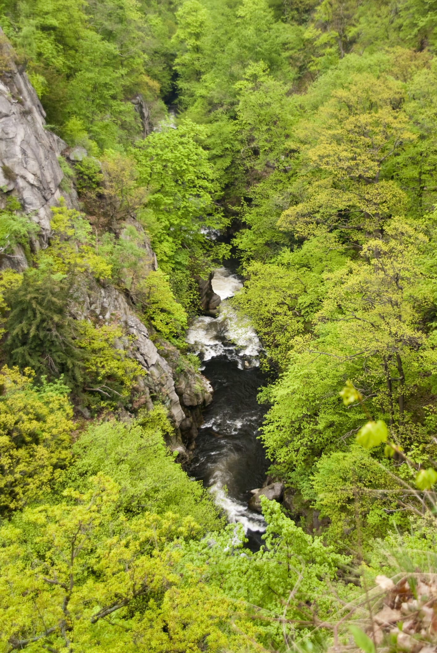 La antigua frontera alemana se transforma en un gigantesco corredor verde