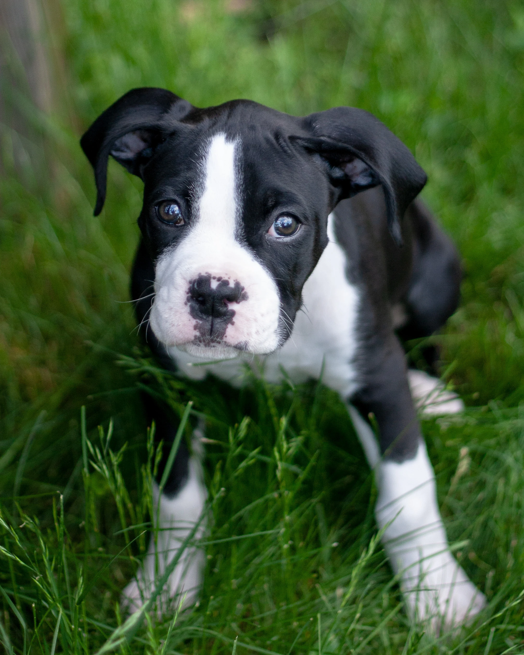Fanno impazzire tutti: le razze canine più amate del 2022
