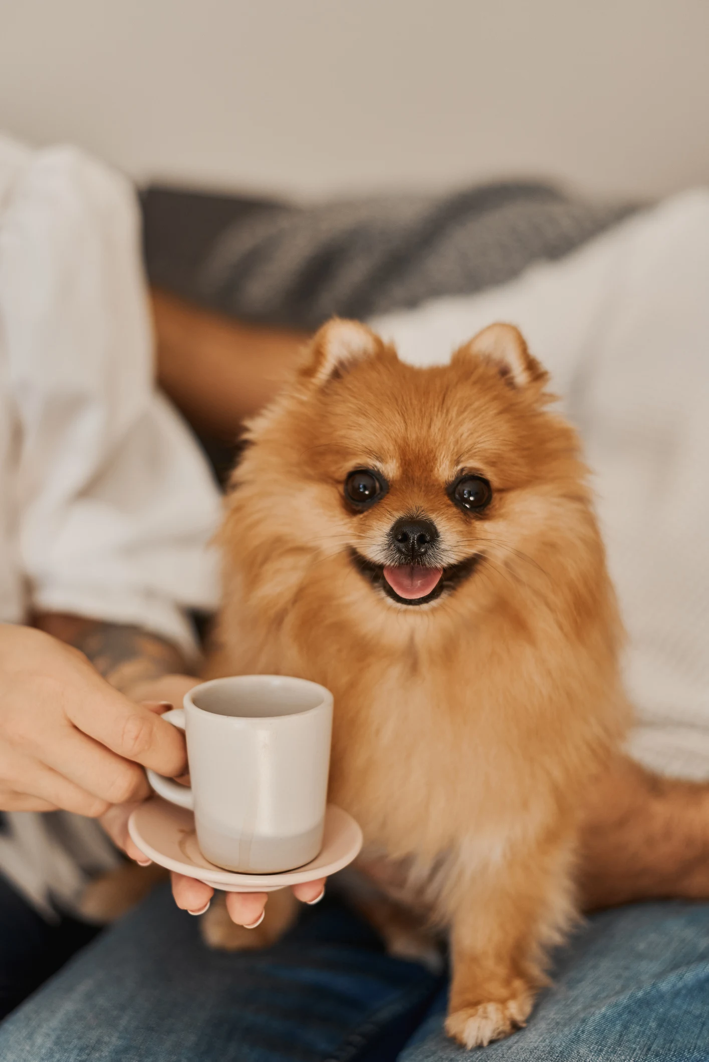 Dogs travel the world with owner on over 70 flights so far!