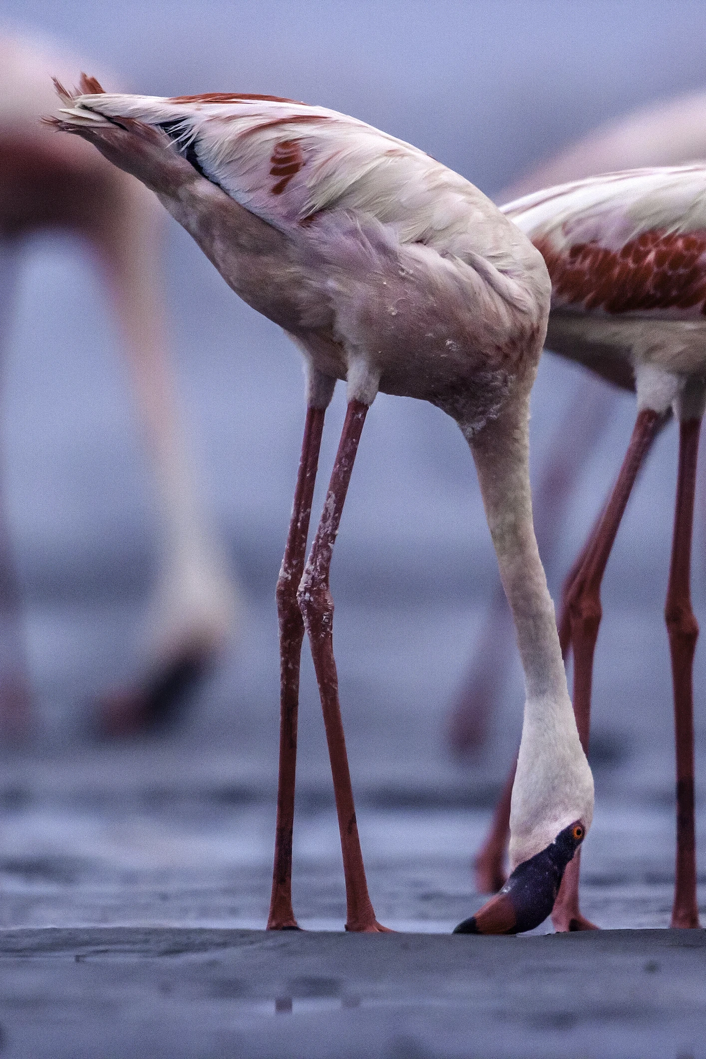 Il lago di Natron: perché è rosso e come fa a “pietrificare” gli animali