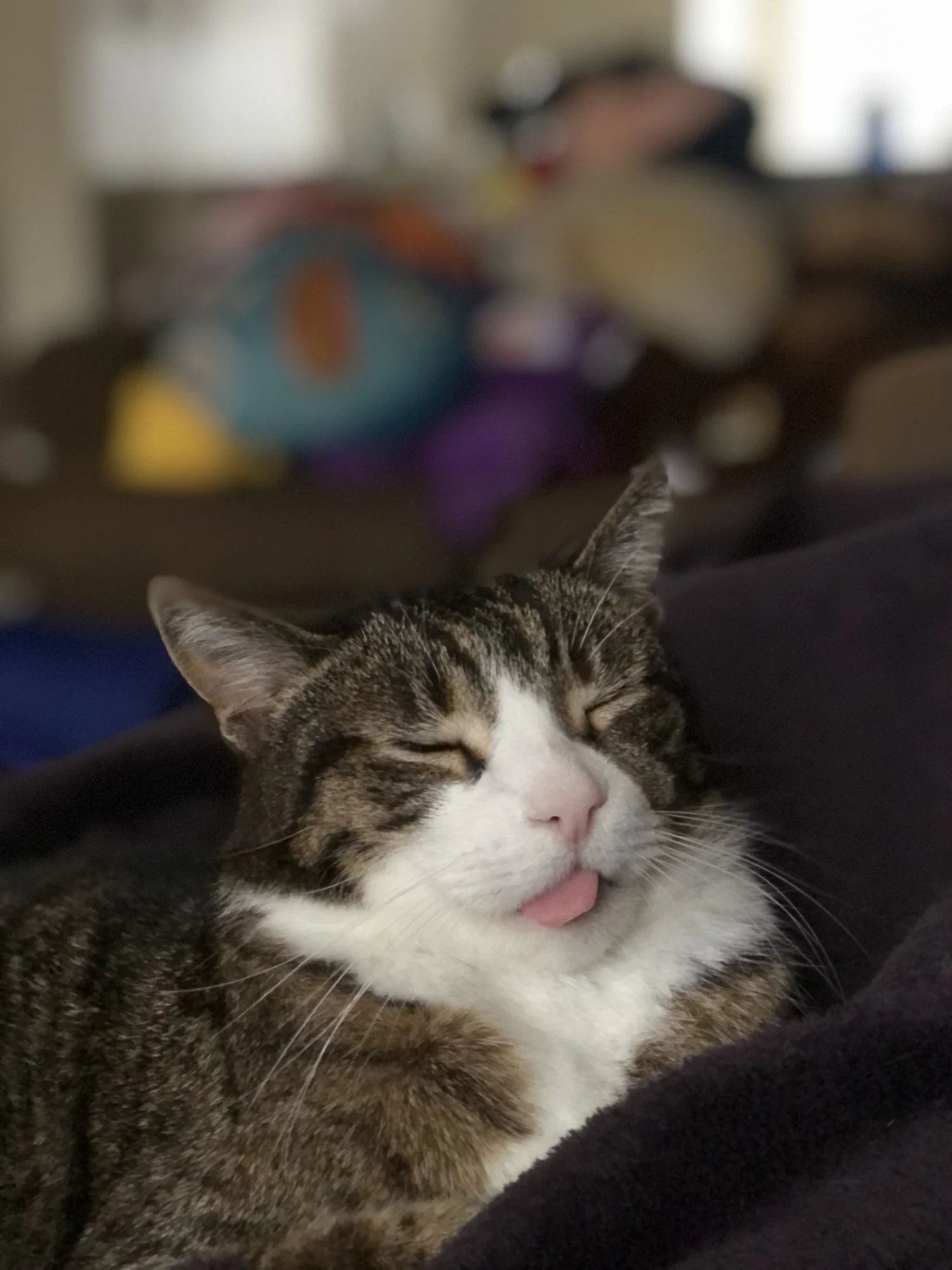 Se lo fa devi stare attento: perché micio dorme con la lingua fuori