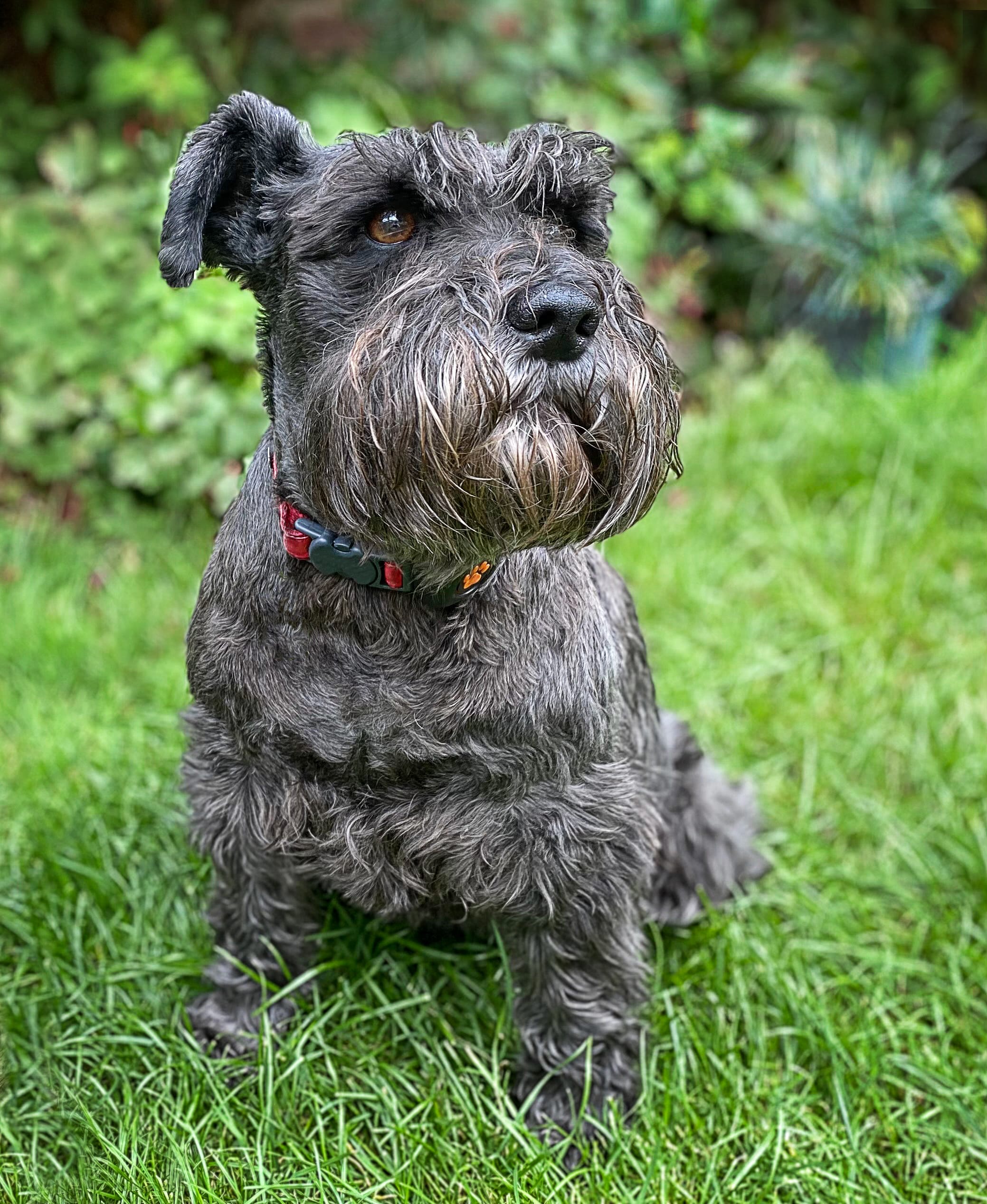 Ideal para familias que viven en departamentos, 4 razas de perros pequeños