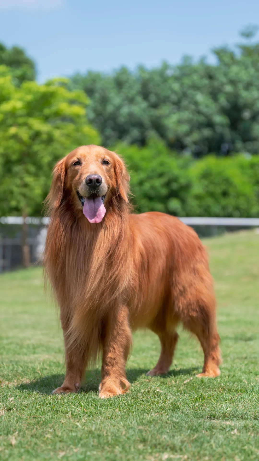 Giftköder: Wie Hundehalter ihr Tier schützen können