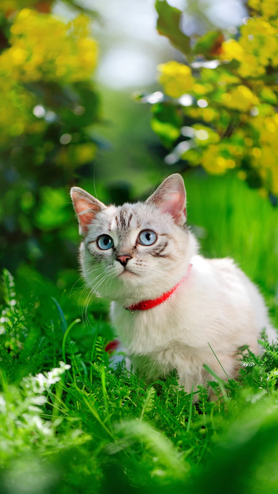 How to Keep Dogs and Cats Out of Your Garden