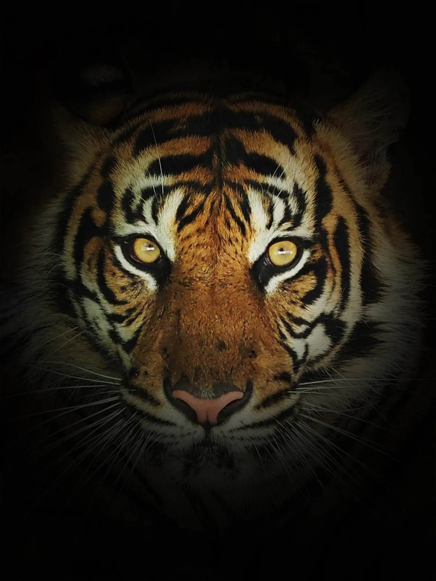 Il morso fatale di una tigre, un triste promemoria che allerta verso gli zoo