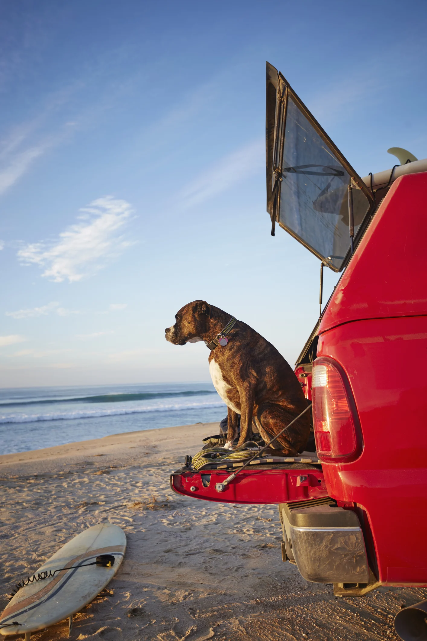 Playlist featuring Bob Marley promises to relax pets in the car